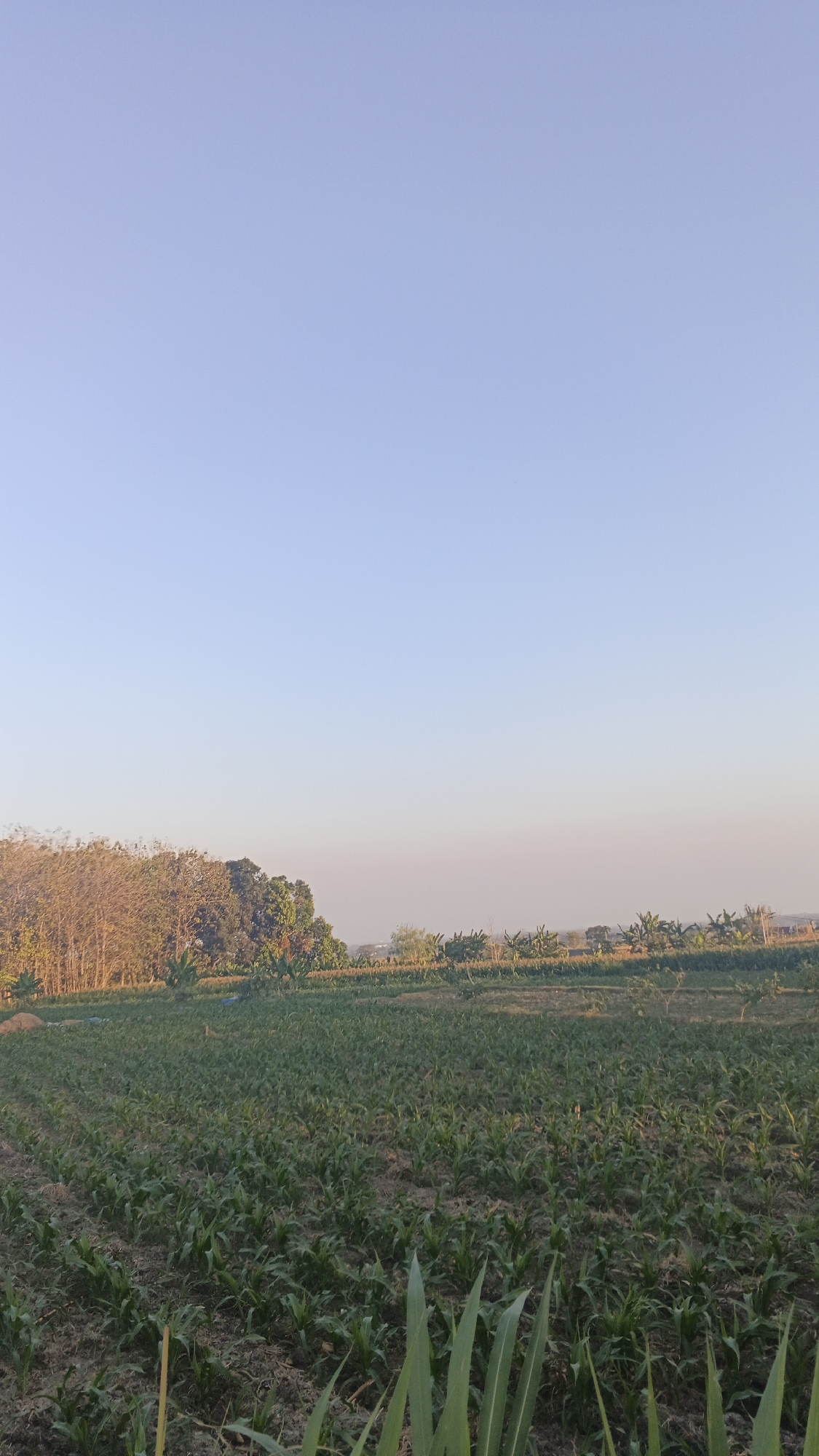 The image depicts a vast agricultural field with rows of young corn plants in the foreground, stretching towards the horizon. The sky above is a clear, pale blue, indicating fair weather. In the middle ground, a line of trees, some with sparse foliage and others with dense green leaves, borders the field. Beyond the trees, a faint line of distant vegetation and structures can be observed. The overall scene conveys a sense of rural tranquility and agricultural activity in Soko, Indonesia.