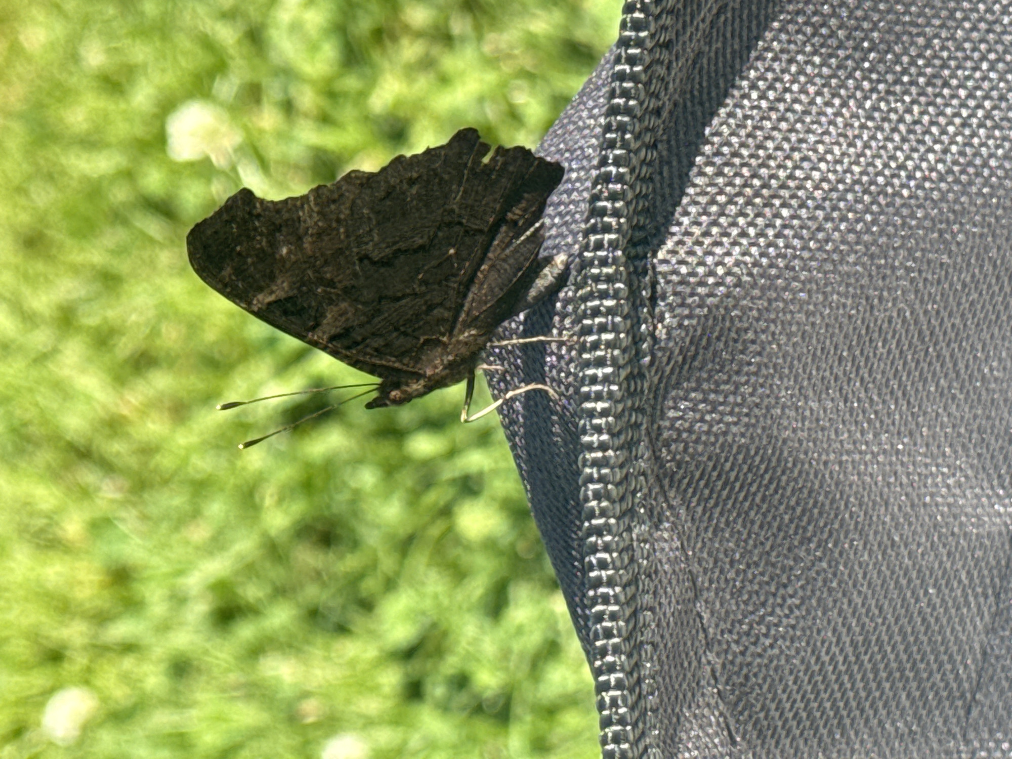 A butterfly with dark brown wings is perched on the edge of a grey, textured surface, likely a piece of outdoor furniture. The butterfly's antennae are visible and pointed upwards. The surface it rests on has a woven pattern and a decorative stitched border. In the background, out of focus, is a vibrant green grassy area with hints of white wildflowers, suggesting an outdoor setting in a park or garden. The lighting indicates it is daytime, with the sun casting a slight sheen on the textured surface. There are no people or other animals in the frame. The location is identified as Ihringshausen, Germany.