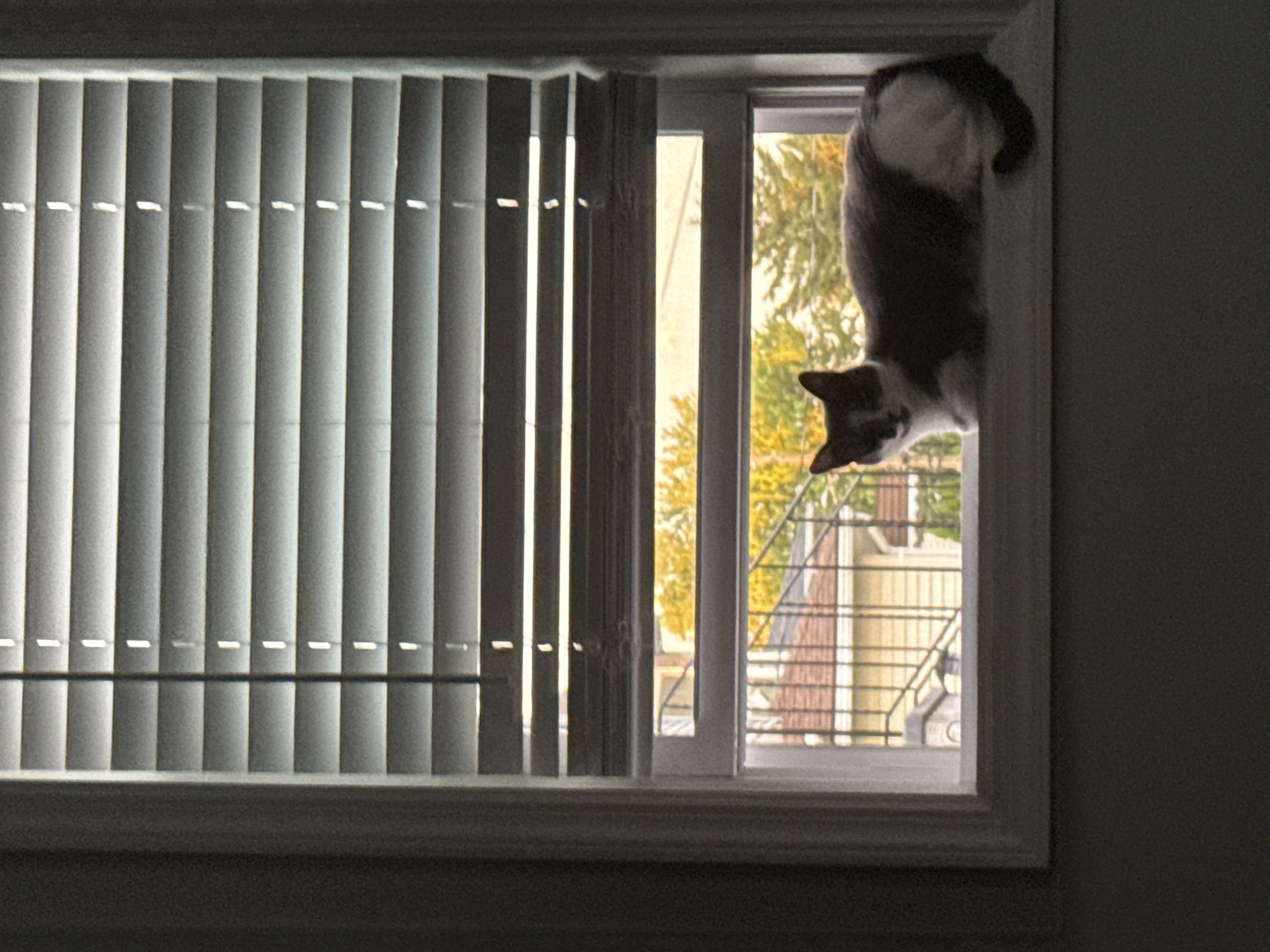 A medium shot captures a domestic cat resting on a window ledge in what appears to be Bellmore, United States of America. The cat, predominantly grey and white, is positioned horizontally, facing left with its head turned towards the viewer. The blinds behind the cat are partially open, allowing sunlight to filter through and illuminate the scene, creating a striped pattern across the upper portion of the image. Through the gaps in the blinds and the lower pane of the window, a glimpse of the outdoor environment is visible, featuring houses with red-tiled roofs and trees with yellow foliage, suggesting an autumnal season. The overall lighting is dim, with the window serving as the primary light source. The foreground shows a portion of the interior wall, which is dark and textured.