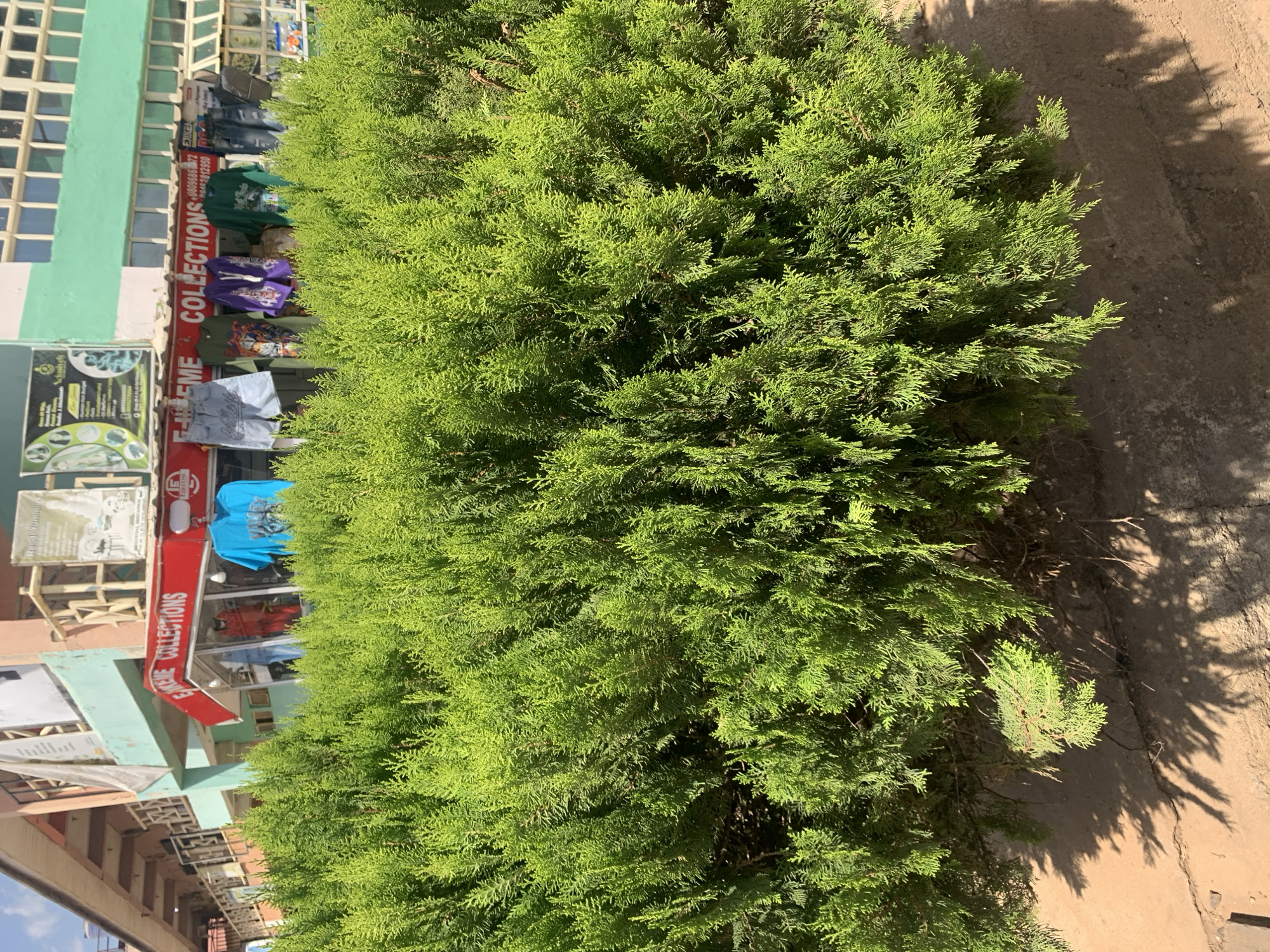 The image shows a well-maintained, dense green hedge, possibly a line of coniferous bushes, along a sidewalk in the city of Rafin Par, Nigeria. The hedge is positioned next to a building with a light green facade and windows. The building appears to be a retail establishment, indicated by the "Extreme Collections" sign in red and white and clothes hanging for display. The sidewalk is visible with a rough surface and shadows cast by the hedge. The photograph appears to be taken in daylight with clear weather. No individuals are directly visible in the frame.