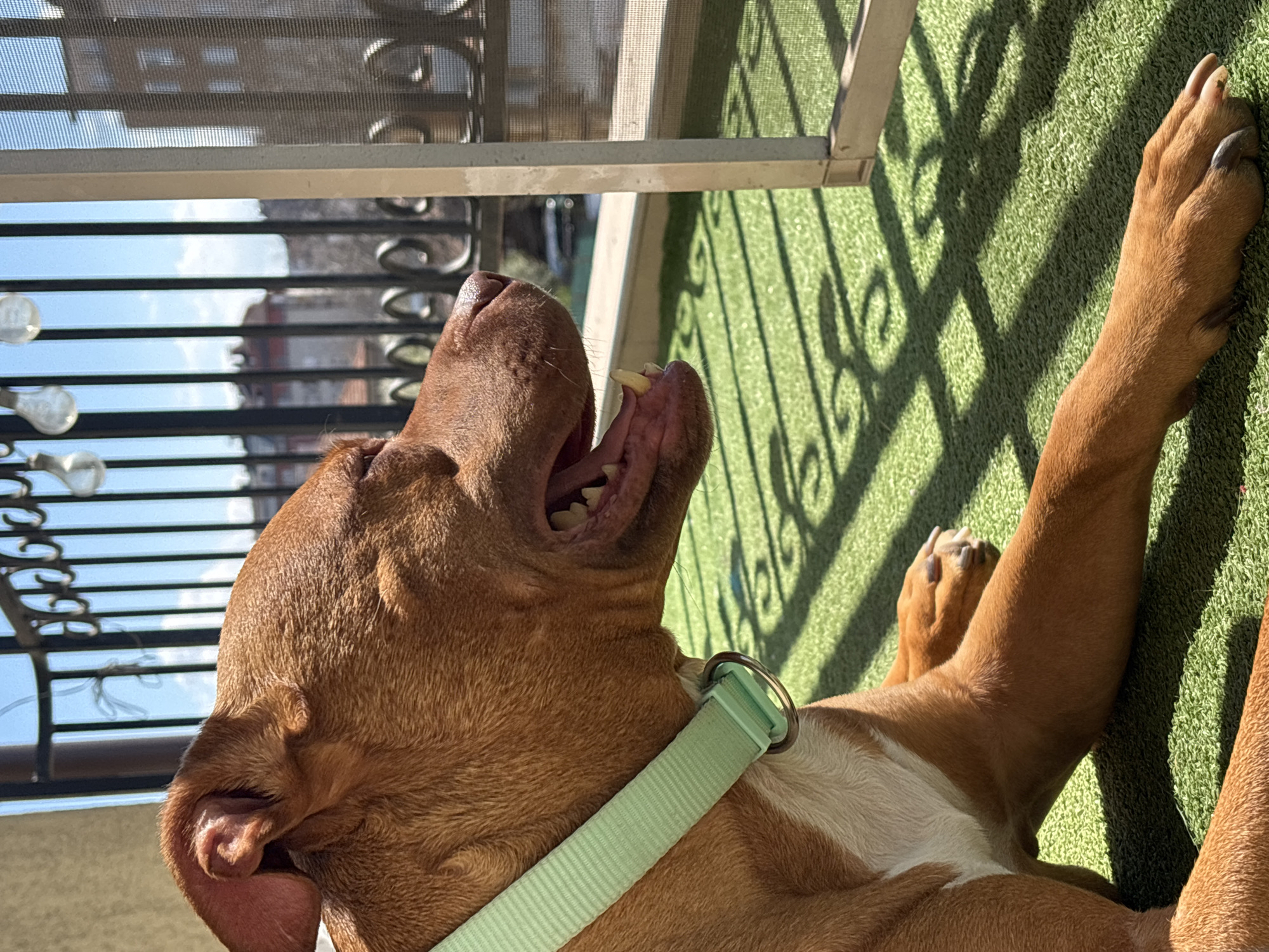 A medium-sized, short-haired, light-brown dog with a white patch on its chest is lying on artificial green grass. The dog has a light-green collar and is looking upward with its mouth open, exposing its teeth. The scene is partially shaded by an ornate wrought-iron railing. In the background, a building with reddish-brown walls and a partially obscured blue sky can be seen through a screen. The location is possibly a balcony in Sofia, Bulgaria, based on the architectural style and vegetation. The dog appears to be panting or yawning in the sunlight.