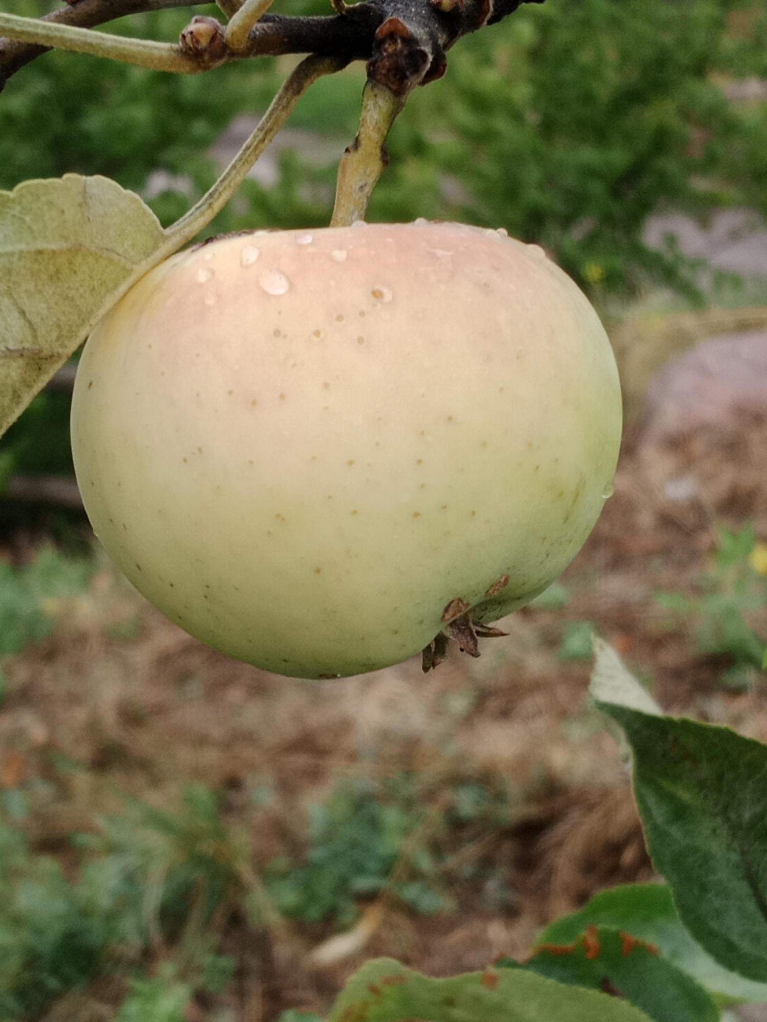 An apple, predominantly pale green with hints of pink near the top, hangs from a branch. The apple is adorned with small water droplets, suggesting recent rain or dew. Brown specks are visible across its surface. A green leaf is partially visible on the left, extending from the branch. The background is a soft blur of green foliage and brown earth, with a hint of a lighter, out-of-focus area in the distance, possibly indicating a path or clearing. The scene is outdoors, with the natural light suggesting daytime. The specific location in Bydgoszcz, Poland, cannot be determined from the image alone.