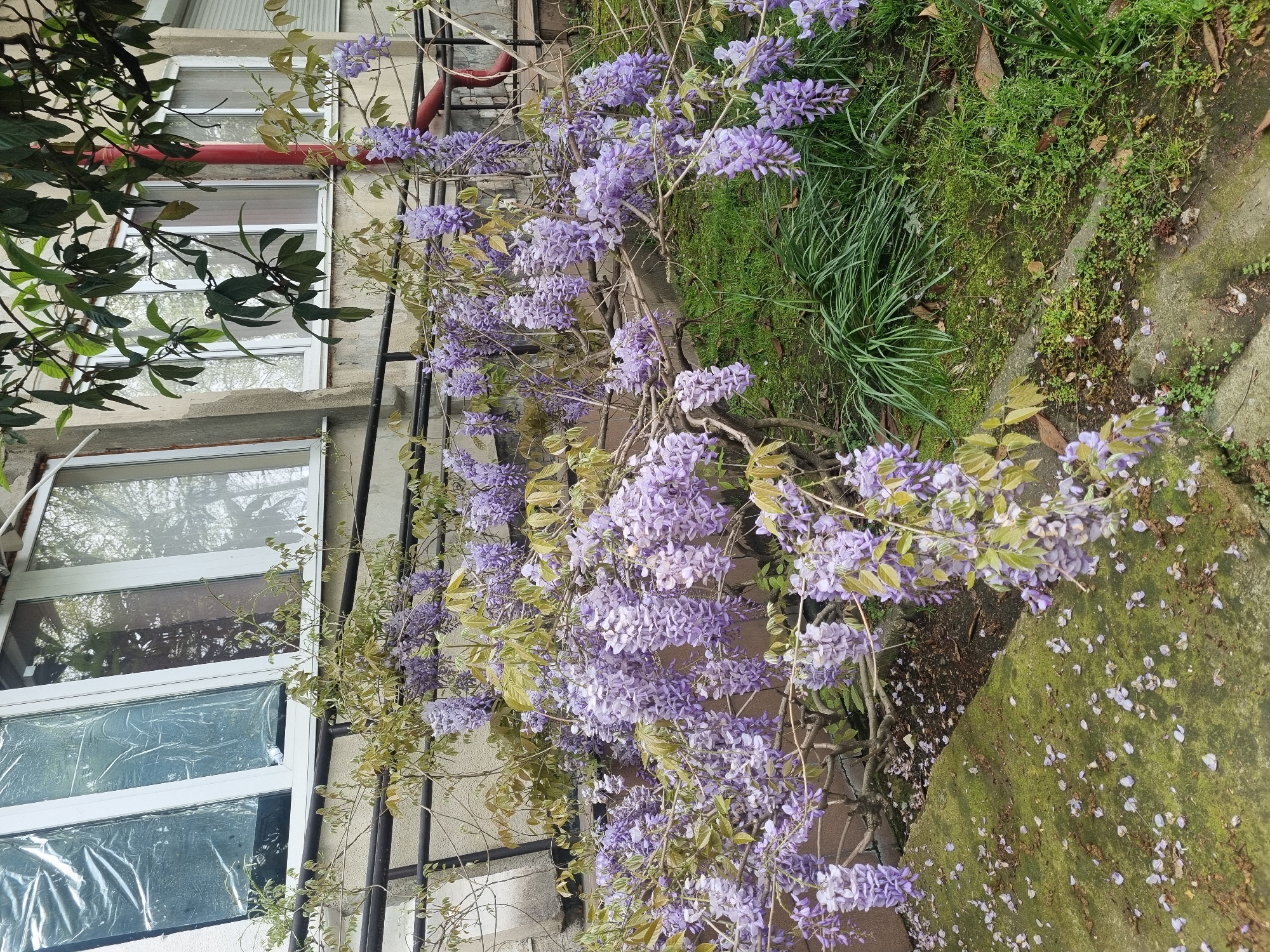 A close-up, medium-angle shot reveals a flowering wisteria vine cascading down a wall. The vine's purple blossoms are prominent, with patches of green grass and moss visible behind and beneath the vine. The wall is adjacent to a building with white-framed windows; one window is covered with translucent plastic. A black metal trellis supports the wisteria. Red pipes are visible on the building's exterior. The scene is located in Sochi, Russia.