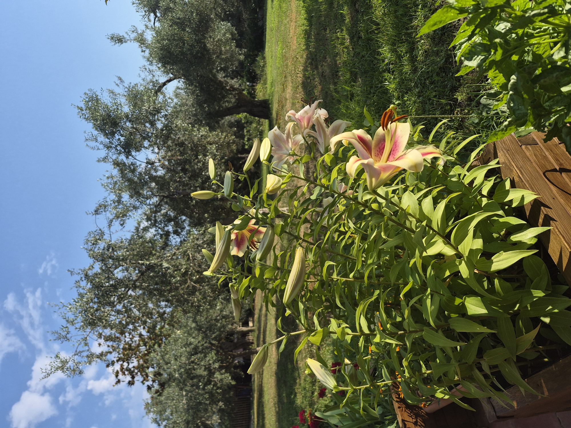 The image depicts a garden scene in Makri, Greece, featuring several blooming lilies in the foreground. The lilies are predominantly pale pink and yellow with darker pink markings. They are growing in a wooden planter box to the left of the frame. Behind the lilies, a grassy lawn stretches towards a line of olive trees, characteristic of the Mediterranean landscape. The sky is a clear blue with a few scattered white clouds. The overall lighting suggests it is daytime, likely morning or late afternoon due to the long shadows cast on the grass. There are no people or animals visible in the scene. The environment appears tranquil and well-maintained.