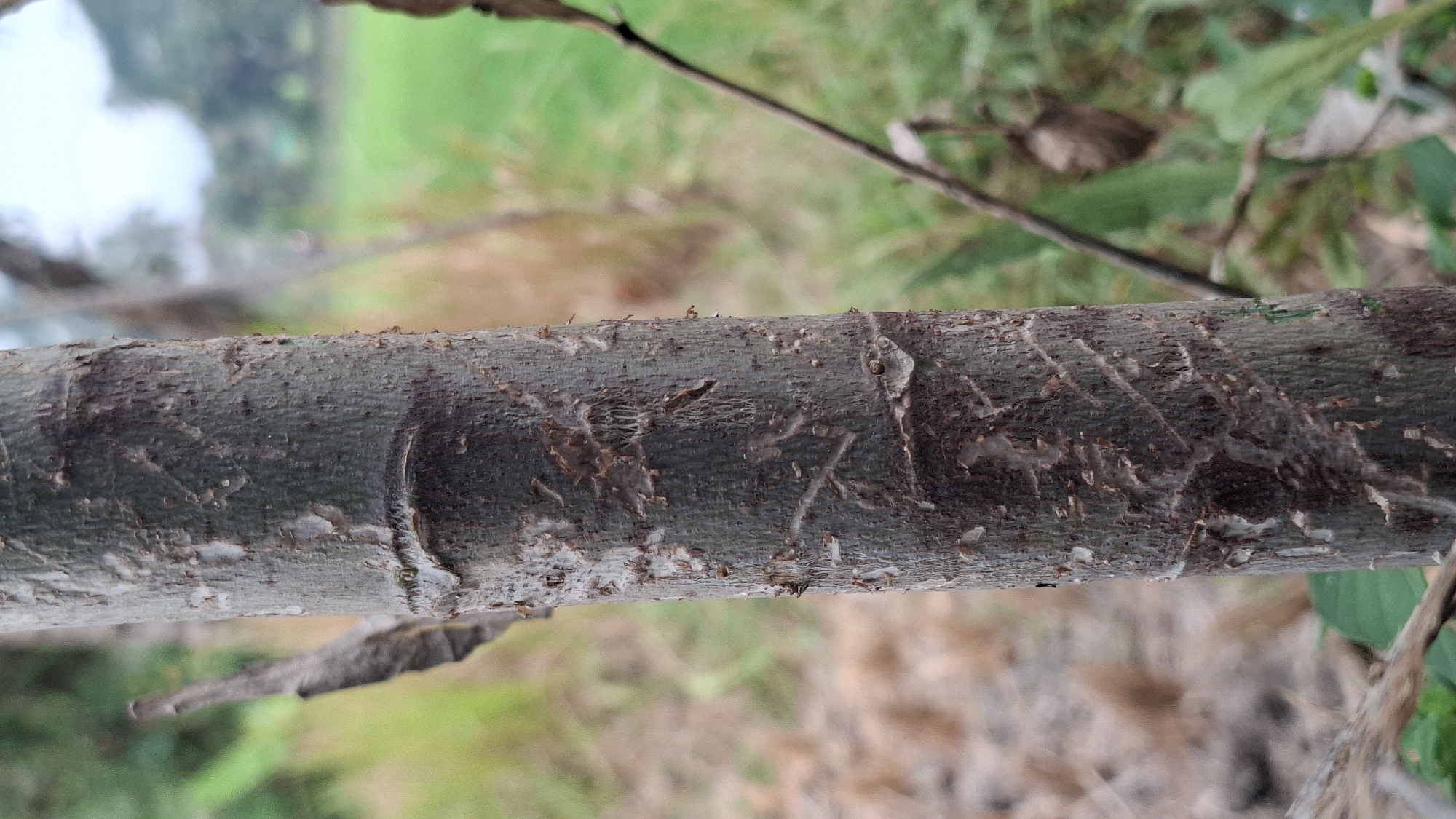The image shows a close-up view of a tree trunk in Cilaku, Indonesia. The trunk is gray-brown with a rough texture, exhibiting several horizontal marks that appear to be from previous trimming or damage. The background is blurred, suggesting a shallow depth of field, and shows vegetation and a hint of a green field under an overcast sky.