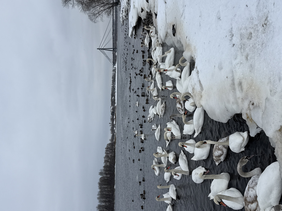 The image depicts a winter scene on the Dnieper River in Kyiv, Ukraine, under a uniformly overcast grey sky. In the foreground and midground, a large congregation of approximately 40-50 Mute Swans, consisting of both white adults and several greyish juveniles, is densely clustered near a snow and ice-covered riverbank on the right side. Numerous smaller, dark-plumaged ducks are scattered across the dark, unfrozen river water, extending into the midground. A single grey pigeon stands on the snowy bank in the midground, near the water's edge.
The riverbank on the right is covered with a thick layer of snow and ice, revealing some underlying brown patches where ice may have melted or eroded. On the distant left bank, a line of bare deciduous trees extends horizontally. In the background, the prominent Pivnichnyi Bridge (North Bridge), a cable-stayed bridge characterized by a tall central pylon and multiple cables forming a harp-like pattern, spans the Dnieper River. Further beyond the bridge on the far shore, sparse buildings and what appears to be a water tower are visible.
