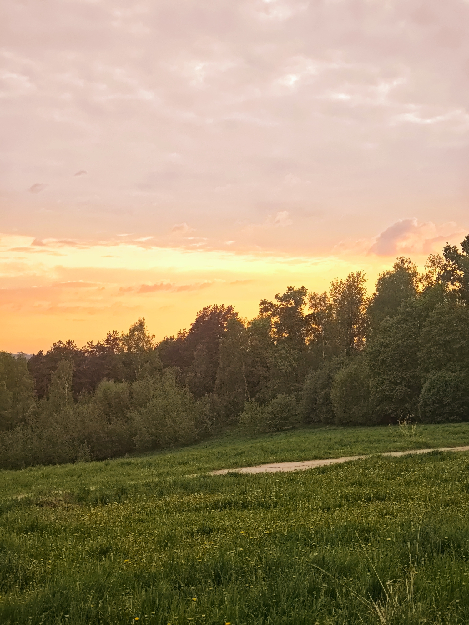 The image shows a landscape in Ильинское, Russia at sunset. A field of green grass, populated with dandelions, slopes gently upwards towards a line of trees. The trees are a mix of deciduous and coniferous types. The sky is filled with orange and pink hues. A path can be seen running across the green field.