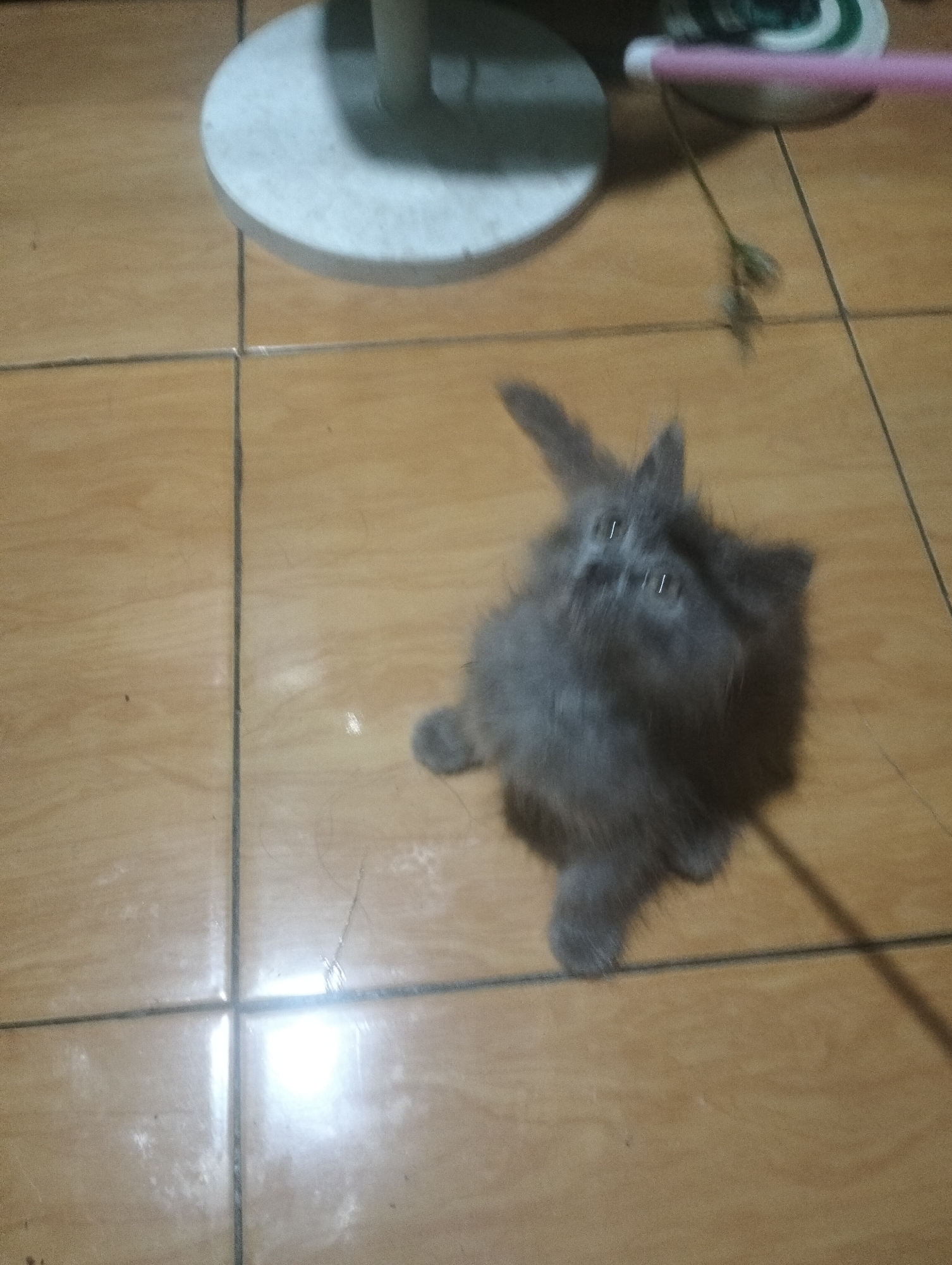 In Jetis, Indonesia, a fluffy gray kitten is the central subject of the image. The kitten is positioned on a tiled floor, which appears to be made of tan ceramic tiles. The tiles are arranged in a grid pattern with dark grout lines. The kitten is in motion, captured mid-play or mid-jump, with its body slightly blurred. Its eyes are visible and appear to be reflecting light. To the upper left of the frame, a portion of a white circular object, possibly a base for a stand or piece of furniture, is visible. To the upper right, a blurred pink object, resembling a toy wand with a feathery attachment, is suspended in the air, suggesting the kitten is interacting with it. The lighting in the scene appears to be artificial, with a bright reflection visible on the floor tiles in the lower right quadrant. The overall environment is indoors, likely a residential setting.