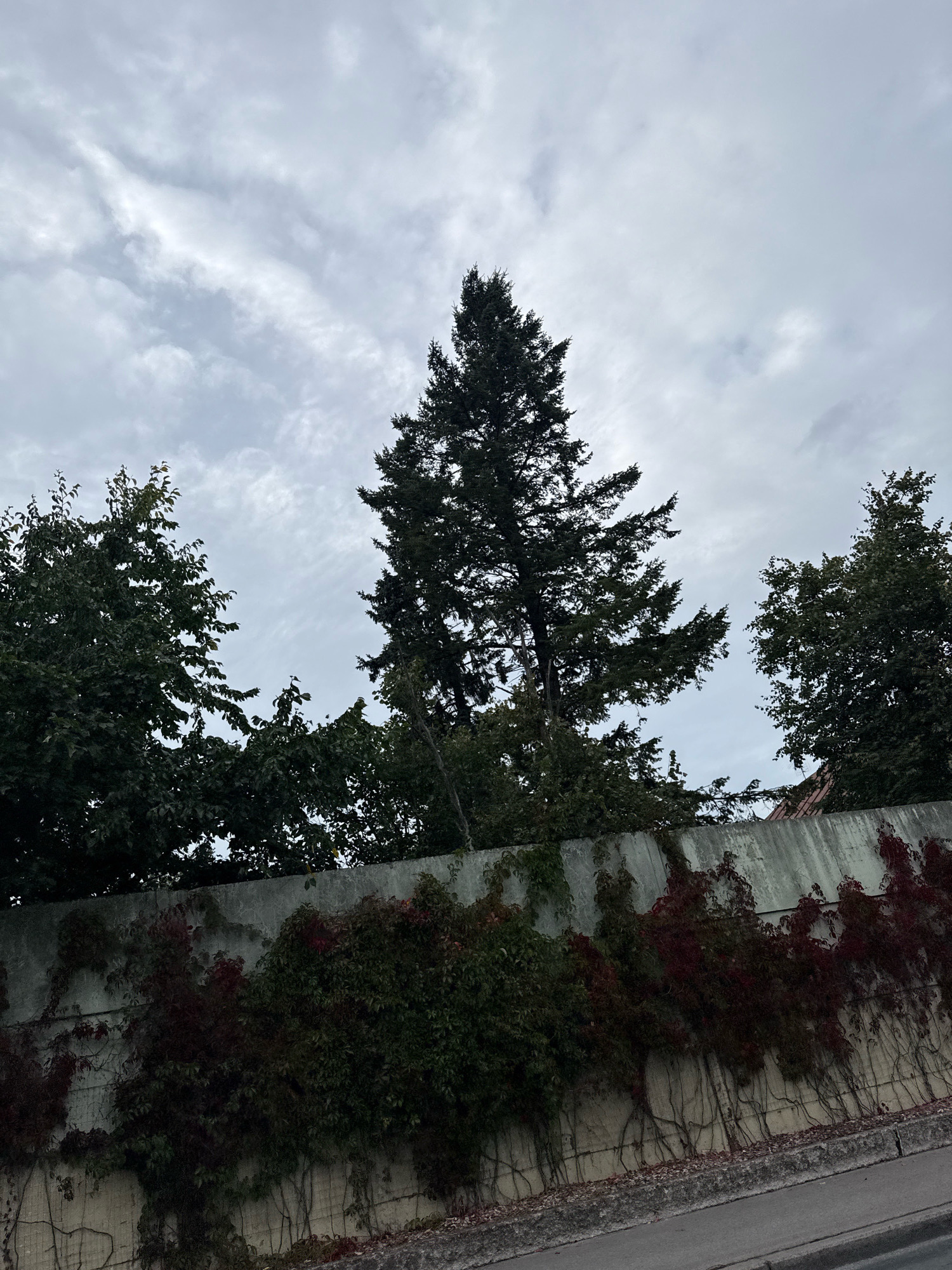 A concrete wall covered in ivy and Virginia creeper runs diagonally across the lower portion of the frame. Above the wall, a tall evergreen tree dominates the center, flanked by deciduous trees on either side. The sky is overcast with wispy clouds. The scene appears to be an outdoor urban environment, potentially in Tallinn, Estonia, given the context. There are no people or animals visible in the image.