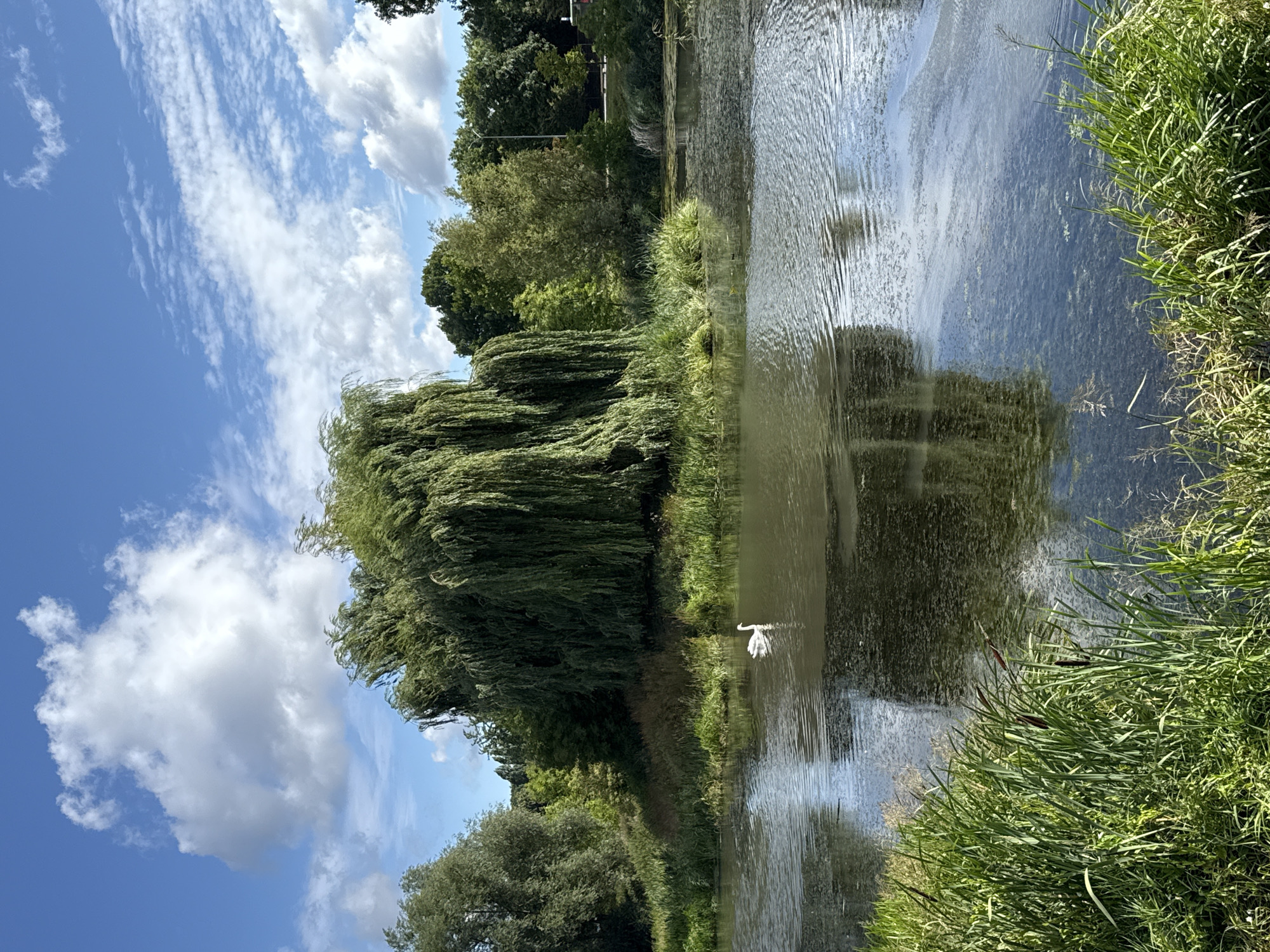 This image depicts a tranquil waterscape under a bright blue sky with scattered white clouds. A large, weeping willow tree dominates the center-left of the frame, its long, green branches cascading towards the water. In the middle of the body of water, a single white swan glides, creating ripples on the surface. The foreground features lush green reeds and cattails along the water's edge. The background shows a dense line of trees and hints of urban infrastructure, possibly a road and a building, suggesting a park or natural area within or adjacent to a city. The scene is bathed in natural sunlight, casting soft reflections on the water. This scene is located in Jasne Błonia in Szczecin, Poland.