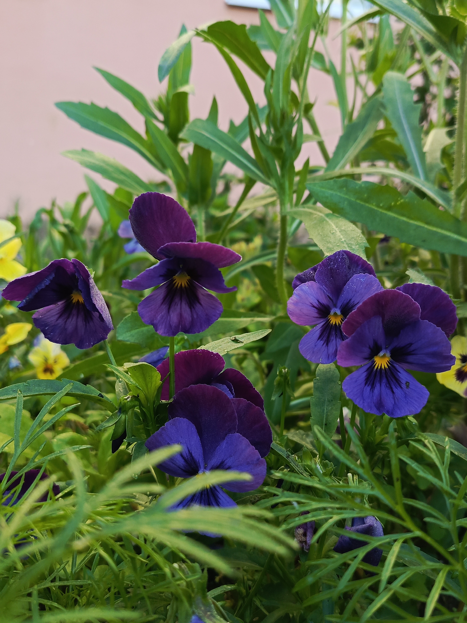 A close-up shot focuses on several dark purple pansies with yellow centers, some with visible water droplets on their petals, nestled amongst lush green foliage. In the background, a pale pink wall is visible, partially obscured by more greenery and hints of yellow flowers. The scene is outdoors, suggesting a garden or park setting within the city of Chaikovsky, Russia.
