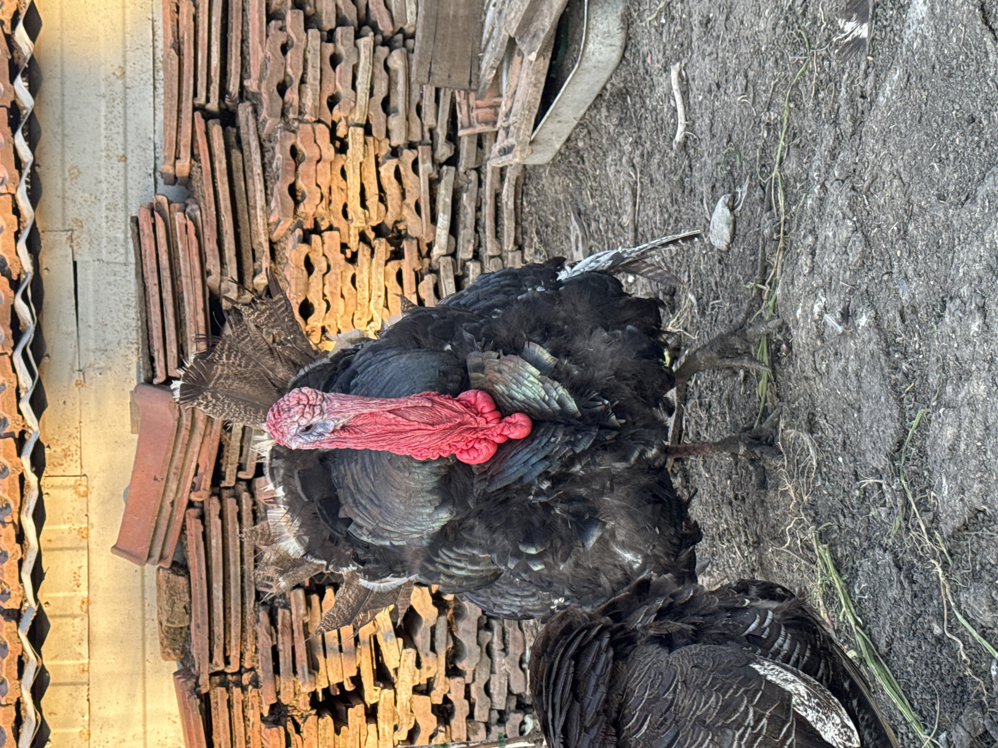 The image depicts two turkeys in what appears to be a rural or semi-rural environment. One turkey is prominently displayed, with a dark, iridescent plumage and a red wattle. The other turkey is partially visible in the foreground. The background includes a stack of terracotta roof tiles and a patch of ground with sparse vegetation. The location is stated to be in Sarnevo, Bulgaria.