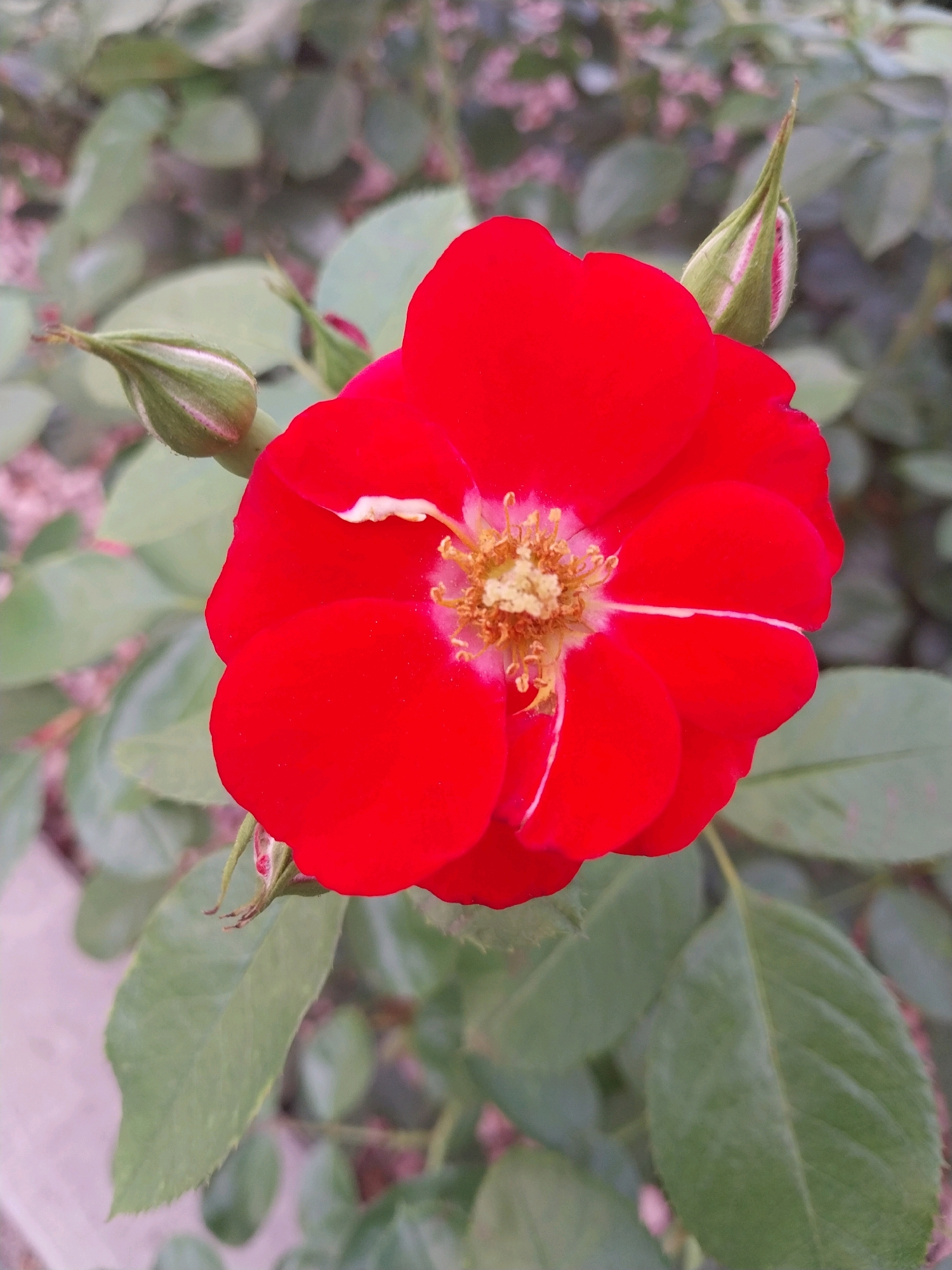 A close-up, slightly angled shot features a vibrant red rose in full bloom, its petals unfurling. The rose has a yellow stamen at its center, surrounded by delicate white accents on some of its petals. To the left and right of the main bloom, two green rosebuds are visible, one on each side, appearing ready to open. The background consists of blurred green leaves and the subtle suggestion of other rose bushes, creating a soft, natural setting. The image appears to be taken outdoors in natural light.