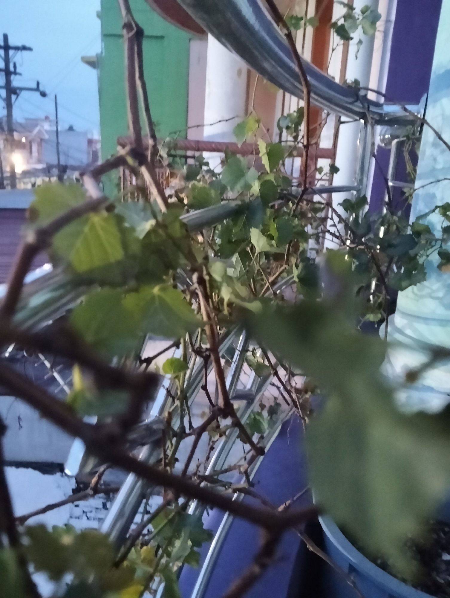 The image depicts a close-up of a grape vine with green leaves and brown branches. The vine is positioned in front of a balcony railing made of metal. In the background, a green building and a blurred residential area are visible, suggesting an urban setting. The sky is overcast and appears to be dusk or dawn. The scene is set on a balcony in the city of Medan, Indonesia.