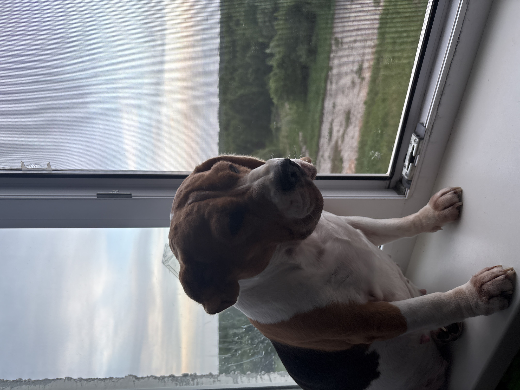 A tri-color beagle dog is resting on a white windowsill. The dog is primarily white and brown with a black patch visible on its lower body. Its head is tilted back slightly. Outside the window, a blurry landscape is visible through a window screen. The landscape appears to include a mix of grassy areas and trees. The photo was taken in Марковский, Russia.