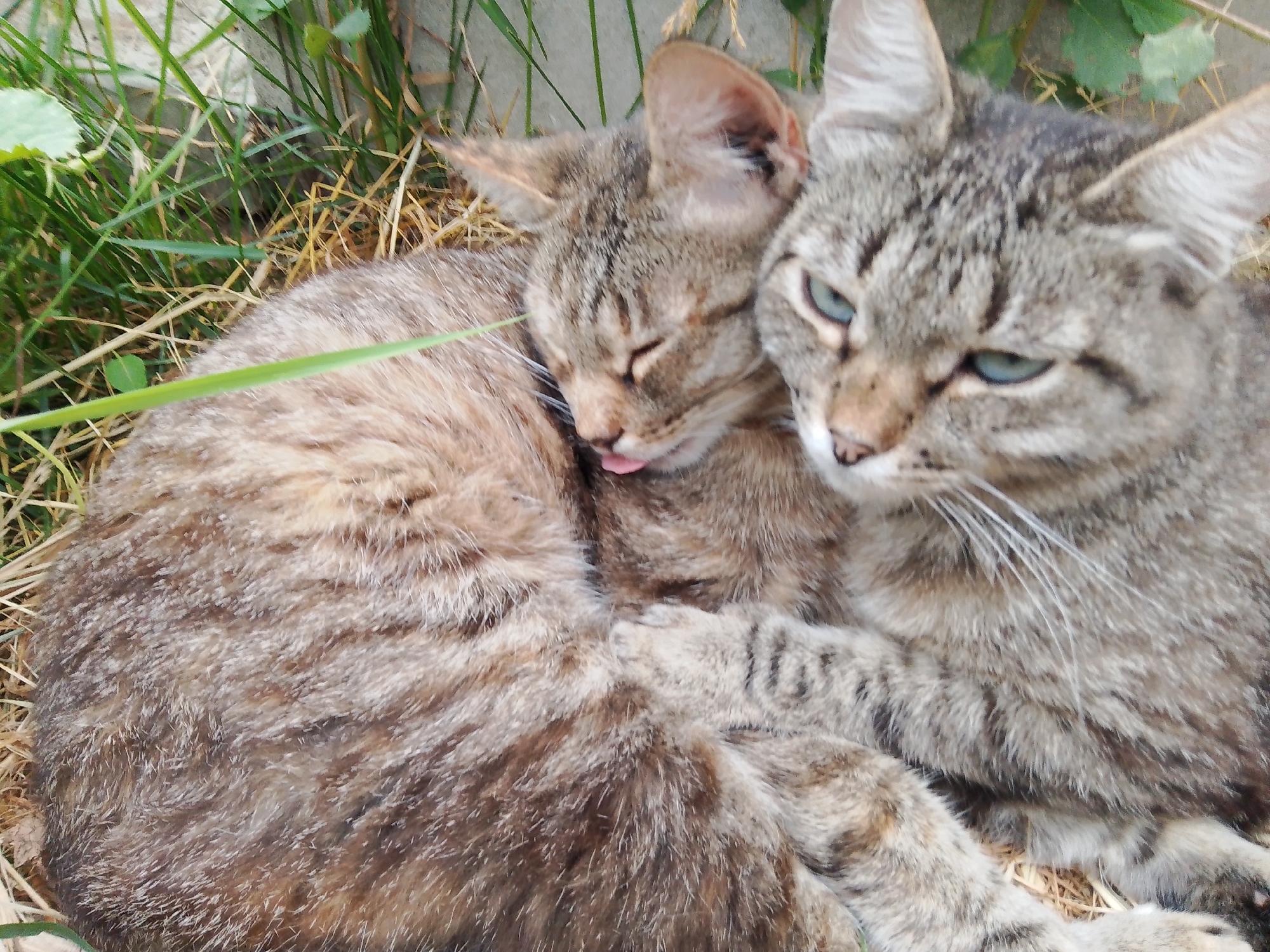 Two domestic short-haired cats are curled up together on the ground, surrounded by grass and dry vegetation. The cat on the left is facing away from the viewer, with its eyes closed and its tongue slightly sticking out. The cat on the right is facing the viewer, with its blue eyes open and its head resting on the other cat's back. The cats have tabby markings on their fur, with stripes of brown, gray, and black. The background consists of green grass, dry grass, and a grey concrete surface, possibly a wall or pathway. The scene appears to be outdoors, in a natural setting. There is no indication of the city of Dobrograd, Russia, in the image or its context.