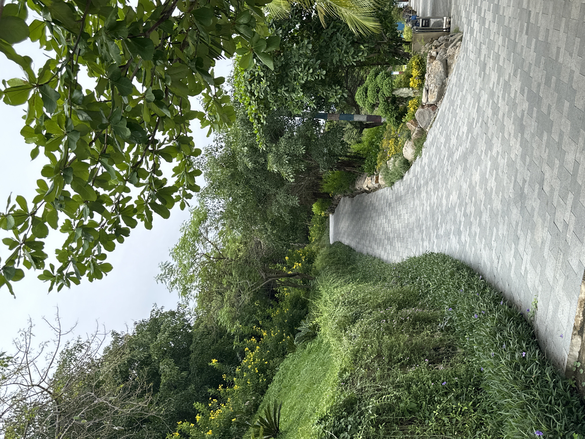 This image captures a serene outdoor landscape, likely a park or garden area, characterized by a winding, light gray paved pathway surrounded by lush greenery. The pathway, composed of rectangular tiles laid in a staggered pattern, curves gently from the foreground on the right towards the left in the distance.
On the left side of the pathway, dense foliage dominates, with numerous trees featuring a variety of green leaves, some large and rounded, others smaller. A cluster of trees with bare branches is visible in the lower left foreground, contrasted by vibrant green undergrowth and occasional patches of bright yellow flowers further along.
The right side of the path is equally verdant, featuring a well-maintained border of decorative rocks and manicured shrubs, leading to more dense trees in the mid-ground. Among these trees, a distinct pole with blue, white, and red bands is partially visible. Closer to the foreground on the right, the ground is covered with low-lying green plants, many adorned with small purple flowers. Overhead, the top right of the frame shows a few fronds of a palm tree.
The sky, visible through gaps in the tree canopy, is overcast and light gray, suggesting a cloudy day or soft, diffused light. No people or specific activities are depicted, giving the scene a peaceful and tranquil atmosphere. The lush, tropical-looking vegetation is consistent with the location context of Nam Nha Trang Ward, Vietnam.