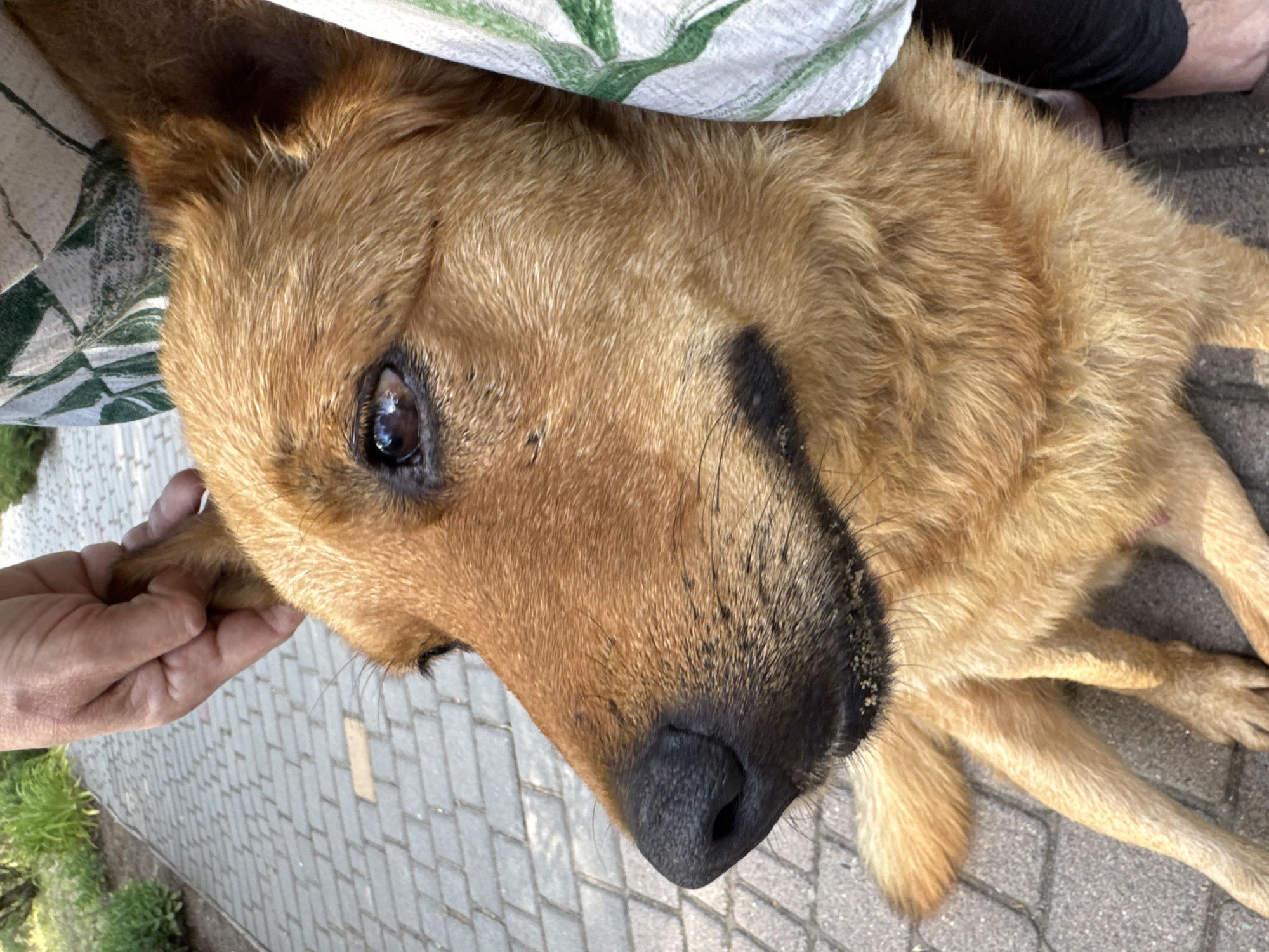This is a close-up, horizontal, eye-level shot of a dog lying on a paved area. The dog, primarily golden-brown in color, has its head turned towards the camera and is partially covered by a white and green patterned fabric. A human hand is gently touching the dog's ear. The dog's left eye is visible and appears alert, with a dark pupil and a wet sheen. Its nose is dark and slightly dusty. The background shows a paved ground made of grey hexagonal tiles, with some greenery and a person's dark-clothed legs visible behind the dog. The lighting suggests it is daytime, and the outdoor setting implies a casual moment, possibly during a walk or a rest. The dog's expression and the gentle touch from the hand suggest a calm and affectionate interaction. No visible text is present in the image.