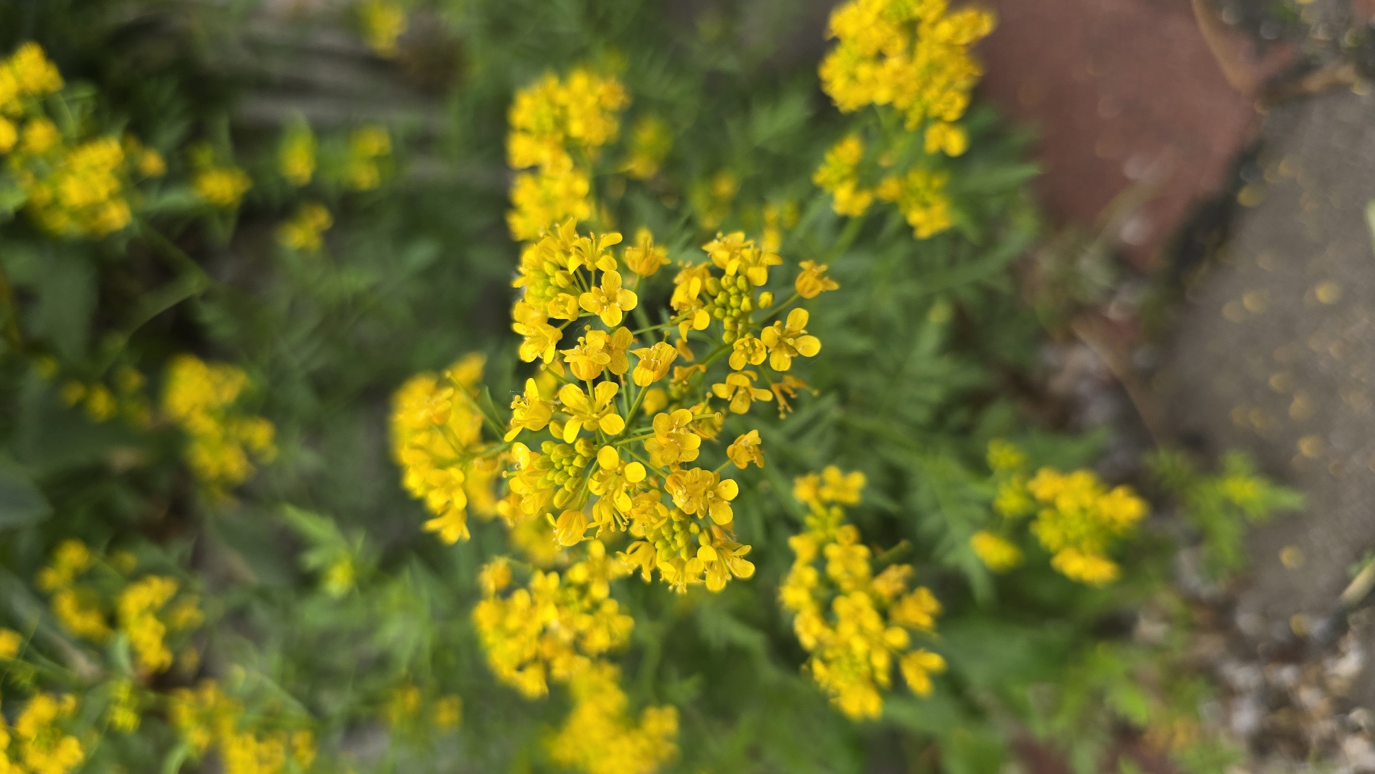 This is a close-up, top-down shot of vibrant yellow flowers set against a blurred green background.
**Subjects:** The primary subject is a cluster of small, bright yellow flowers, which are in sharp focus in the center and upper right of the frame. These flowers appear to have four petals each, typical of many cruciferous plants. Surrounding the main cluster, more yellow flowers and green foliage are visible, but they are out of focus, creating a shallow depth of field effect. The leaves are slender and deeply lobed, characteristic of some mustard family plants.
**Objects:** The main objects are the yellow flowers and their green stems and leaves. In the upper right and along the right edge of the image, there is a blurred, reddish-brown and dark grey area, which appears to be a paved surface, possibly brick or concrete.
**Scene and Setting:** The scene depicts a natural outdoor setting, likely a garden, roadside, or field where these plants are growing. The blurred background suggests a natural environment rather than a contained pot or planter, although it cannot be definitively ruled out. The overall impression is one of lush greenery and springtime bloom.
**Activity or event taking place:** No specific activity or event is taking place; it is a static photograph of flora.
**Notable details:**
* **Time of day:** The lighting appears natural and bright, suggesting it is daytime.
* **Weather:** No specific weather details are discernible, but the bright light implies clear or partly cloudy conditions.
* **Location cues:** The image itself does not contain any specific visual cues that directly point to Kyiv, Ukraine, other than the type of plant which could grow in that region. The brick-like surface in the background is generic.
* **Emotions:** The bright yellow color of the flowers evokes feelings of cheerfulness, freshness, and natural beauty.
* **Visible text:** There is no visible text in the image.