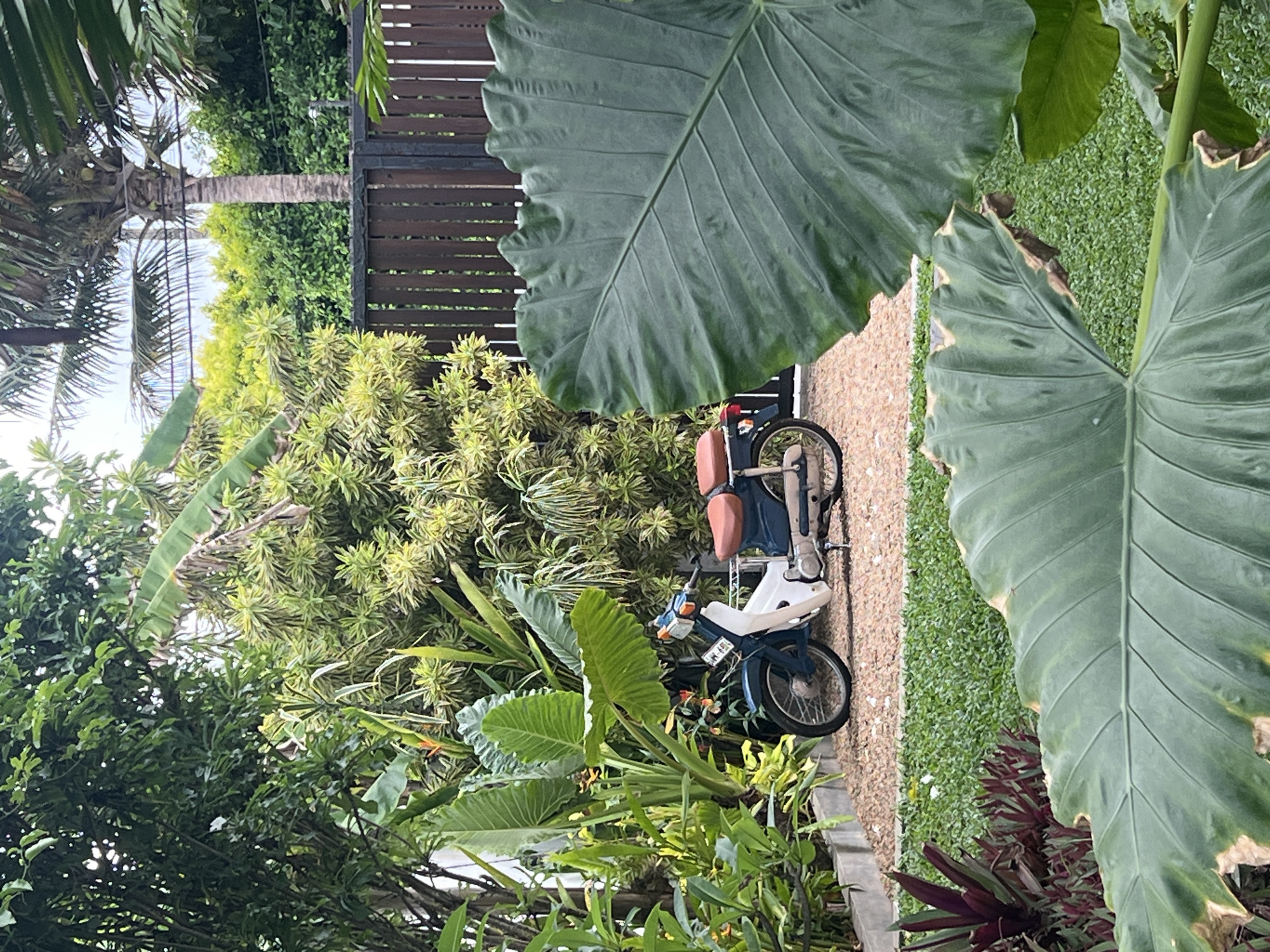 The image presents a lush, overgrown garden scene. In the foreground, large, broad leaves, likely of the Alocasia or Elephant Ear variety, dominate the view, obscuring parts of the scene. Further into the frame, a vintage motorcycle is parked on a gravel path adjacent to a bed of plants. The motorcycle is blue and white with a brown saddle. Behind the motorcycle, dense shrubbery and trees are visible. In the distance, a wooden fence and a palm tree can be observed. The location is Goviyapana, Sri Lanka, as stated in the prompt.