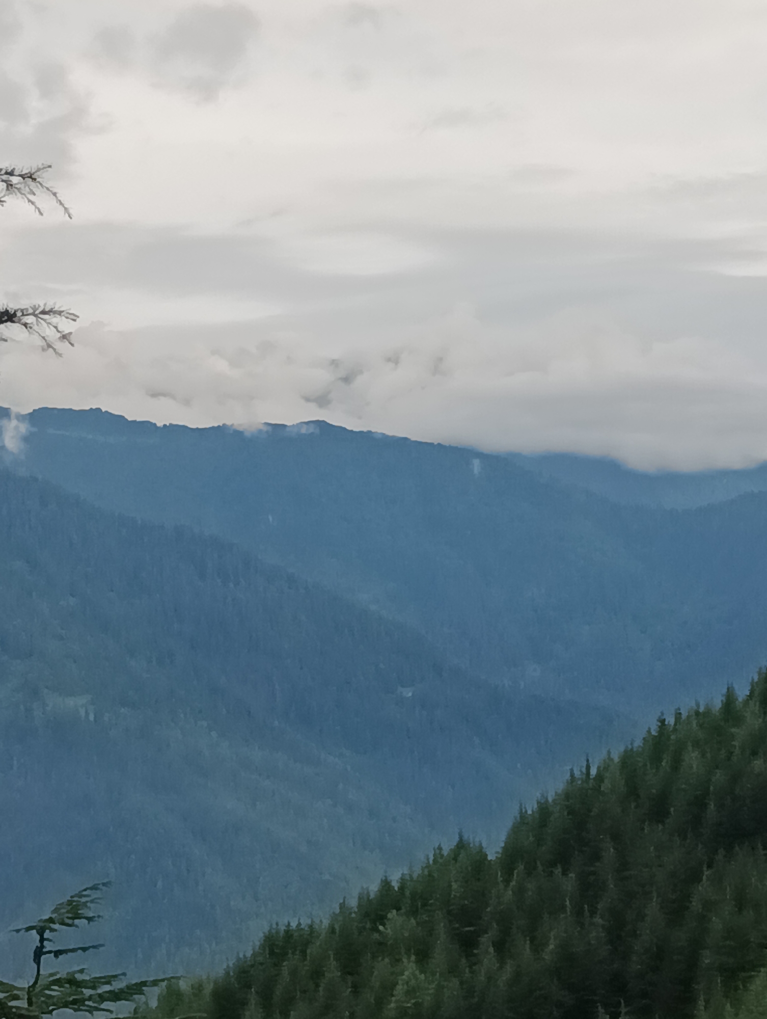 The image shows a serene mountain landscape under a cloudy sky. The foreground features the top of a pine tree, with its branches silhouetted against the sky. In the middle ground, layers of blue-hued mountains recede into the distance, their slopes densely covered with evergreen trees. A thin band of clouds hovers near the peaks of the furthest mountains. The background consists of a bright, overcast sky with scattered clouds. The scene evokes a sense of calm and natural beauty. There are no people or animals visible in the image. The image is likely taken from an elevated viewpoint looking out over a valley. The location is identified as Chhyal, India.
