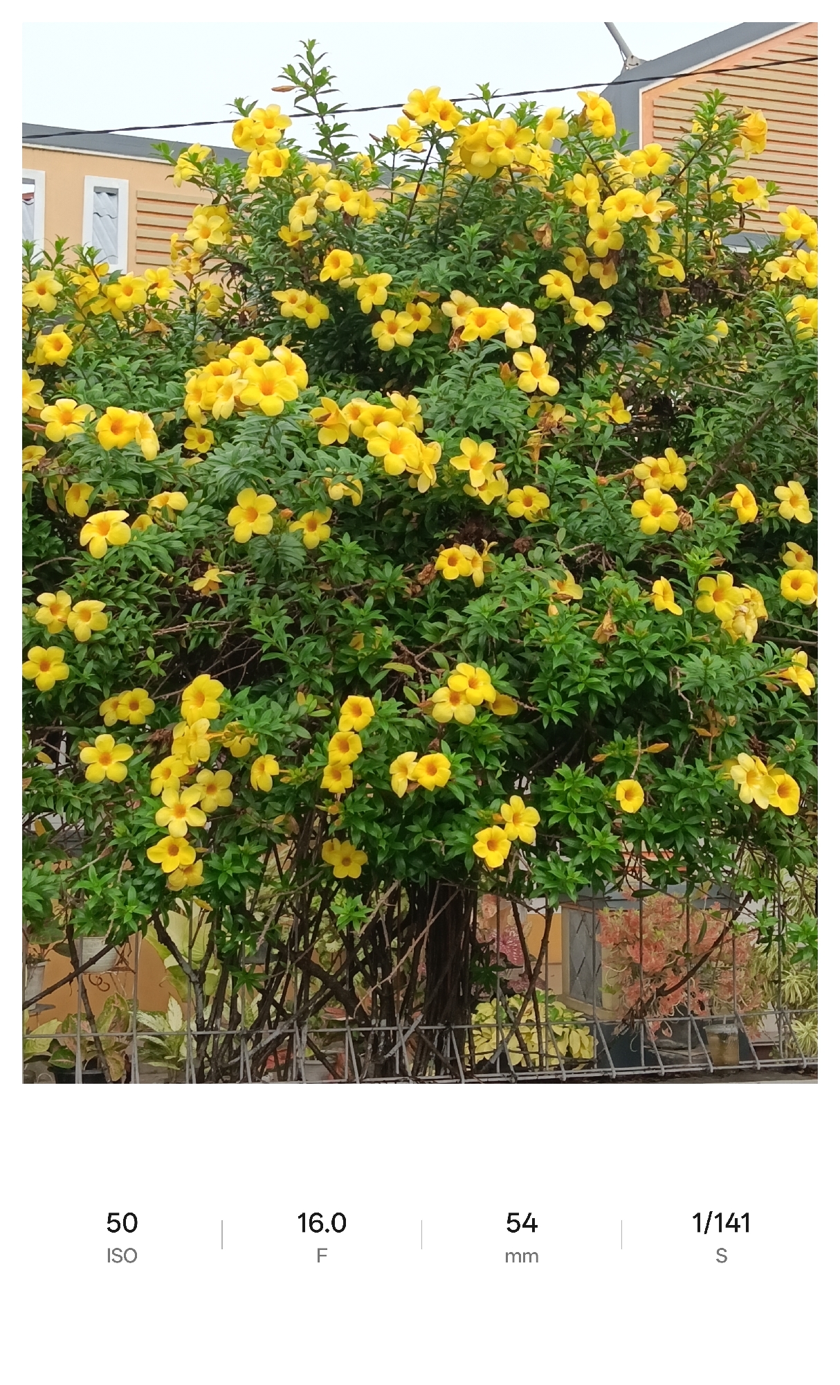 Image depicts a shrub covered in yellow bell-shaped flowers, possibly allamanda, in front of a building with tan siding and white-framed windows. The plant is supported by a metal fence. The location is assumed to be Lhokseumawe, Indonesia, based on the user prompt. Camera settings are visible at the bottom, indicating ISO 50, f/16.0, 54mm focal length, and 1/141 second shutter speed.