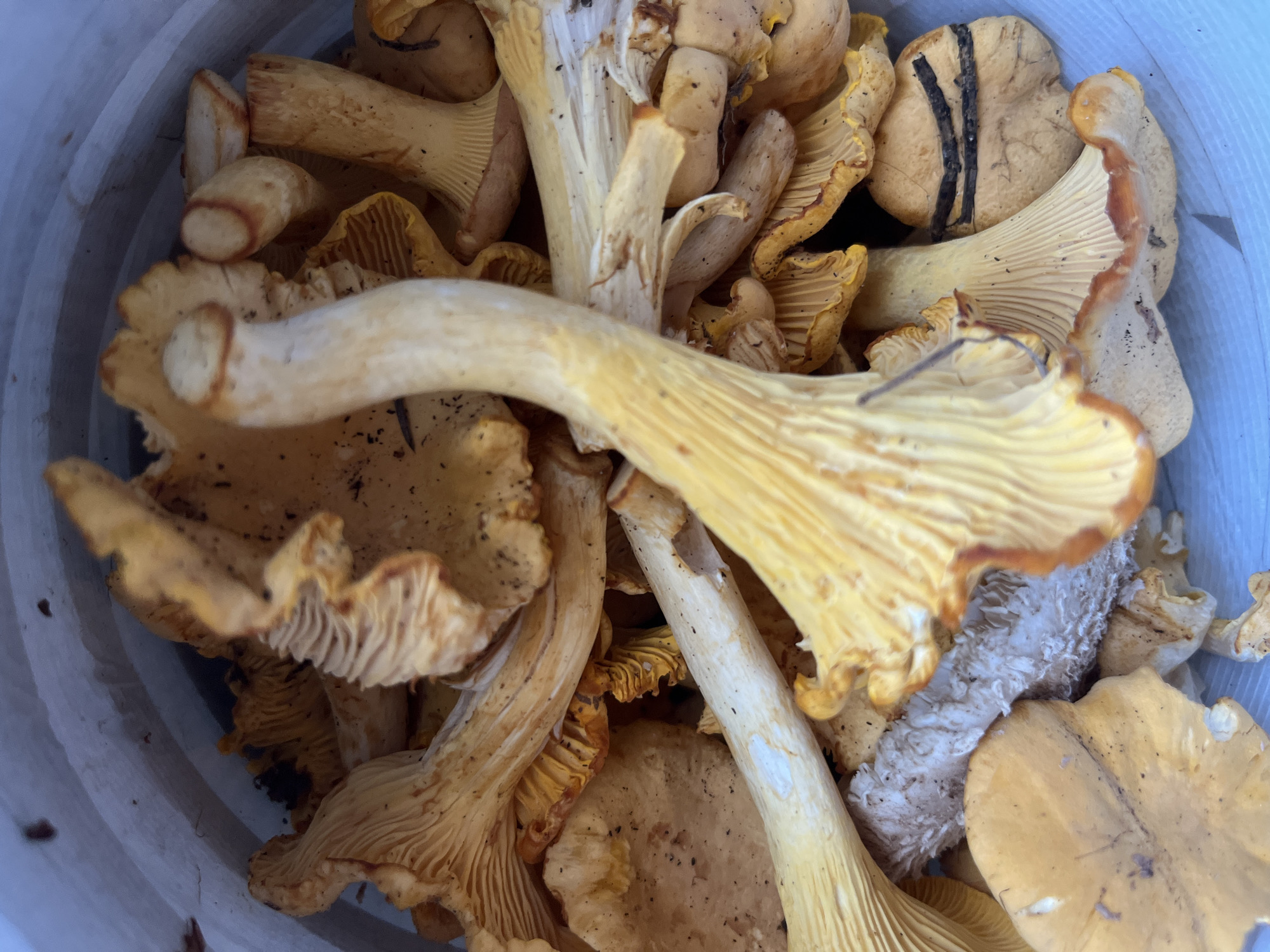 The image shows a close-up, overhead view of a collection of chanterelle mushrooms inside a light blue container. The mushrooms are predominantly yellow and orange, with visible gills on the underside of their caps. Some stems are thick and pale yellow, while others are thinner and more orange. Dirt and debris are present on some of the mushrooms, indicating they were recently harvested. The context of Kaunas, Lithuania, is not discernible from the visual information provided in the image.