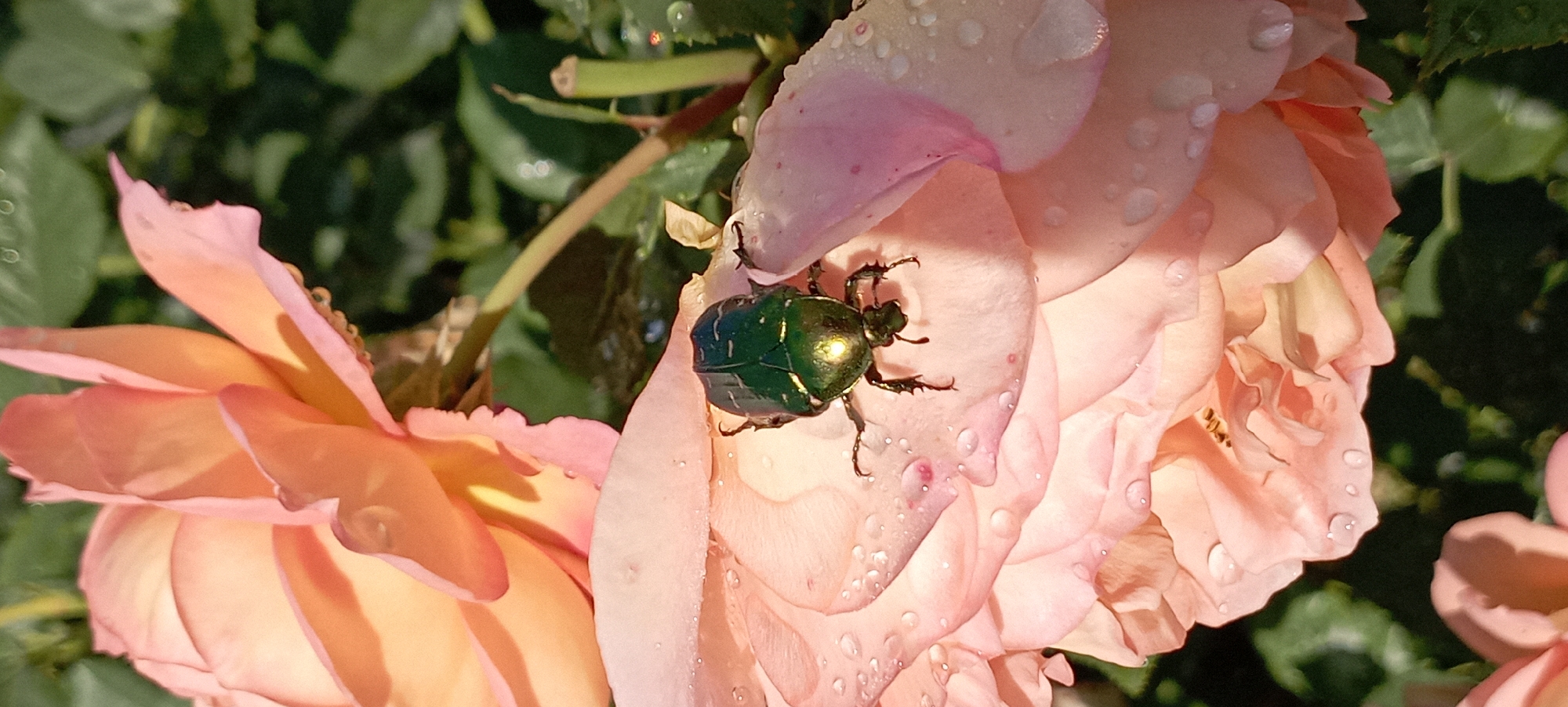 A close-up, eye-level shot captures a metallic green beetle with visible legs resting on a delicate, pale pink rose petal, which is speckled with water droplets. The rose petal has a slightly serrated edge. Behind the rose, blurred green foliage and darker shadows create a natural, outdoor backdrop, suggesting a garden setting. The lighting is natural, casting shadows and highlighting the dew on the petal and the iridescent sheen of the beetle's carapace.