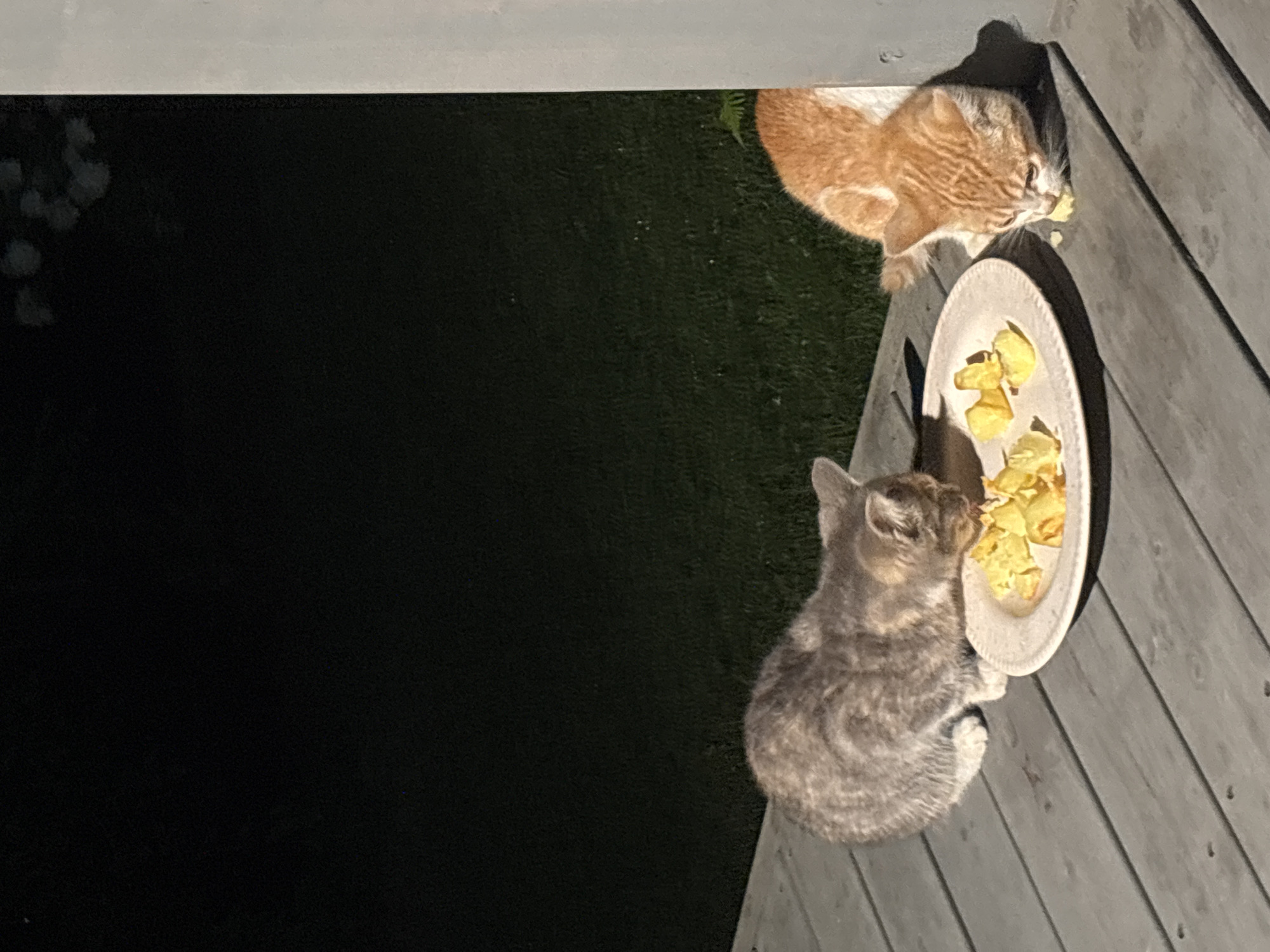 Two kittens are eating from a white plate on a wooden deck. One kitten is gray and tabby, the other is orange and white. The plate contains yellow food pieces. The background is dark, with some green grass visible. The scene is outdoors, possibly at night, as indicated by the dark background and the lighting on the deck and kittens. The architecture suggests a suburban or rural setting. There is no indication of the city of Zvenigorod, Russia.