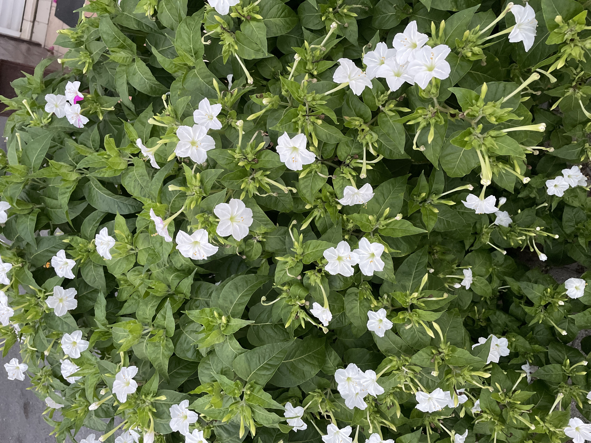 A dense, leafy bush with numerous white flowers, some with pink tinges, is in full bloom. The flowers are trumpet-shaped and have five petals. They are clustered on green stems with elongated, pointed buds. The leaves are a deep green and ovate. The bush is growing outdoors, with a hint of grey pavement visible at the top edge of the frame, suggesting an urban setting. The overall impression is one of lush vegetation and vibrant blossoms.