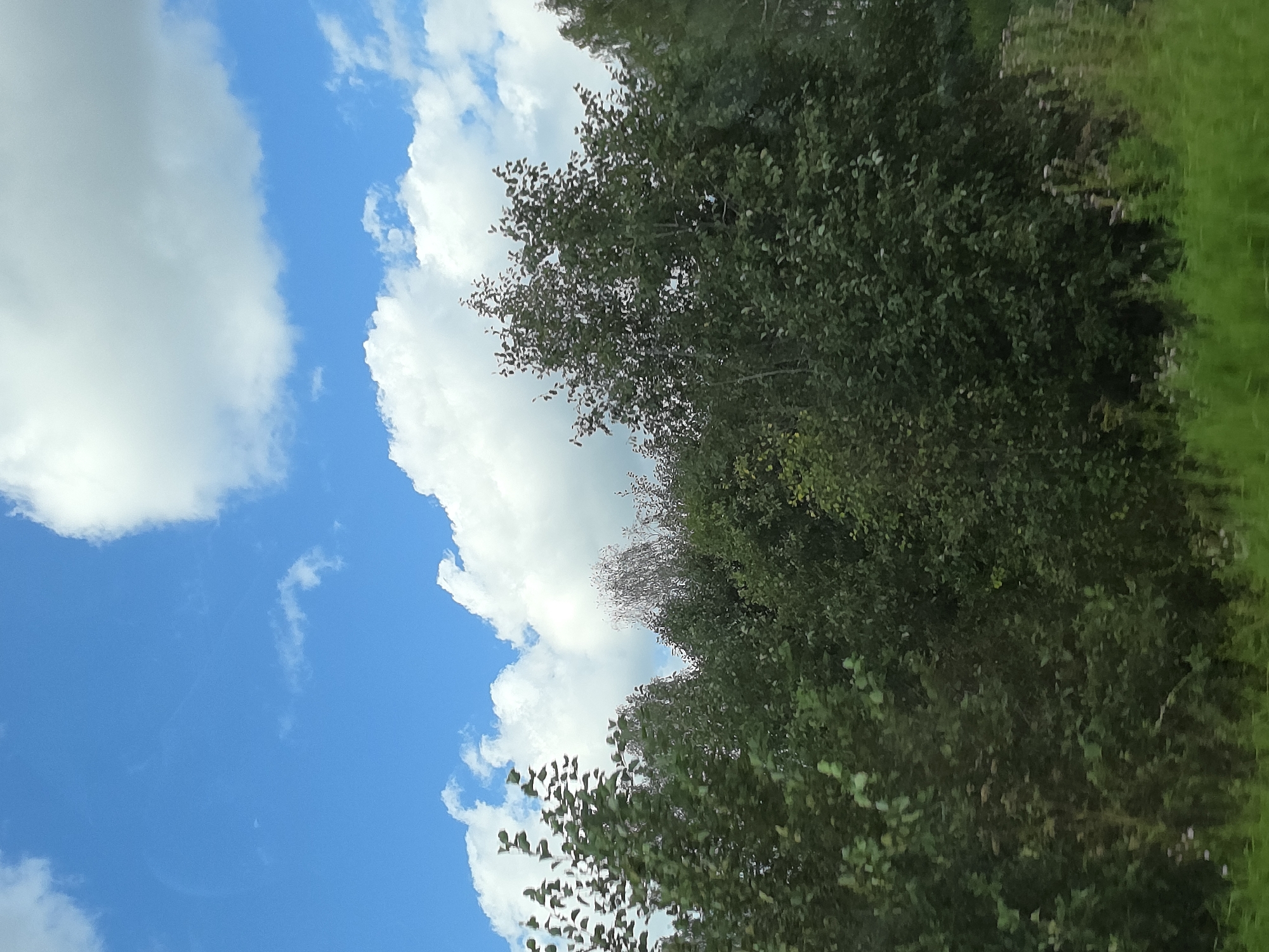 The image depicts a bright, sunny day with a clear blue sky dotted with fluffy white clouds. A dense forest of deciduous trees dominates the lower half of the frame, with lush green foliage. In the foreground, bright green grass and some wildflowers are visible. The scene appears to be a natural landscape, possibly a rural or suburban area outside of Kuluevo, Russia, given the vegetation and clear sky. There are no people or structures visible.