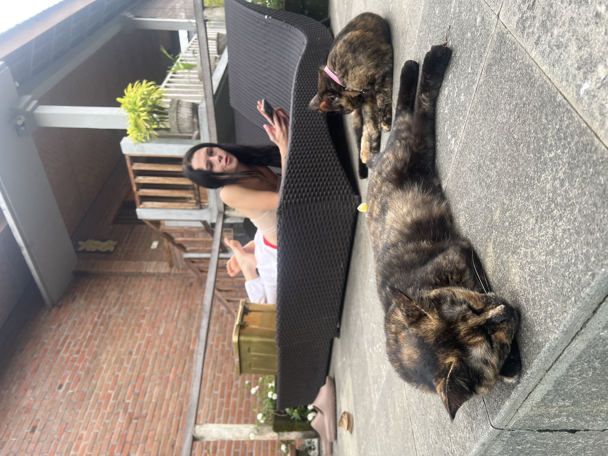 This image depicts a tranquil outdoor scene, likely on a patio or balcony in North Kuta, Indonesia, bathed in bright daylight. The primary subjects are a woman and two tortoiseshell cats.
The woman, with long dark hair and wearing a light-colored top, is lounging casually on a dark, woven outdoor sofa or bench. She is holding a smartphone in both hands, seemingly engaged with it. Her feet are visible, resting comfortably.
Beside the woman and the furniture, two tortoiseshell cats are present. One cat, wearing a pink collar, is positioned near the sofa, looking downwards. The second, larger tortoiseshell cat is stretched out and appears to be sleeping or resting deeply on the light grey tiled ground in the foreground.
The background features architectural elements including a rustic brick wall on a lower level and wooden beams supporting an overhead structure, possibly a roof or another balcony. Potted green plants add a natural touch to the setting. The general atmosphere conveys a sense of calm and relaxation, consistent with a leisurely day in a warm, tropical environment. There is no visible text in the image.