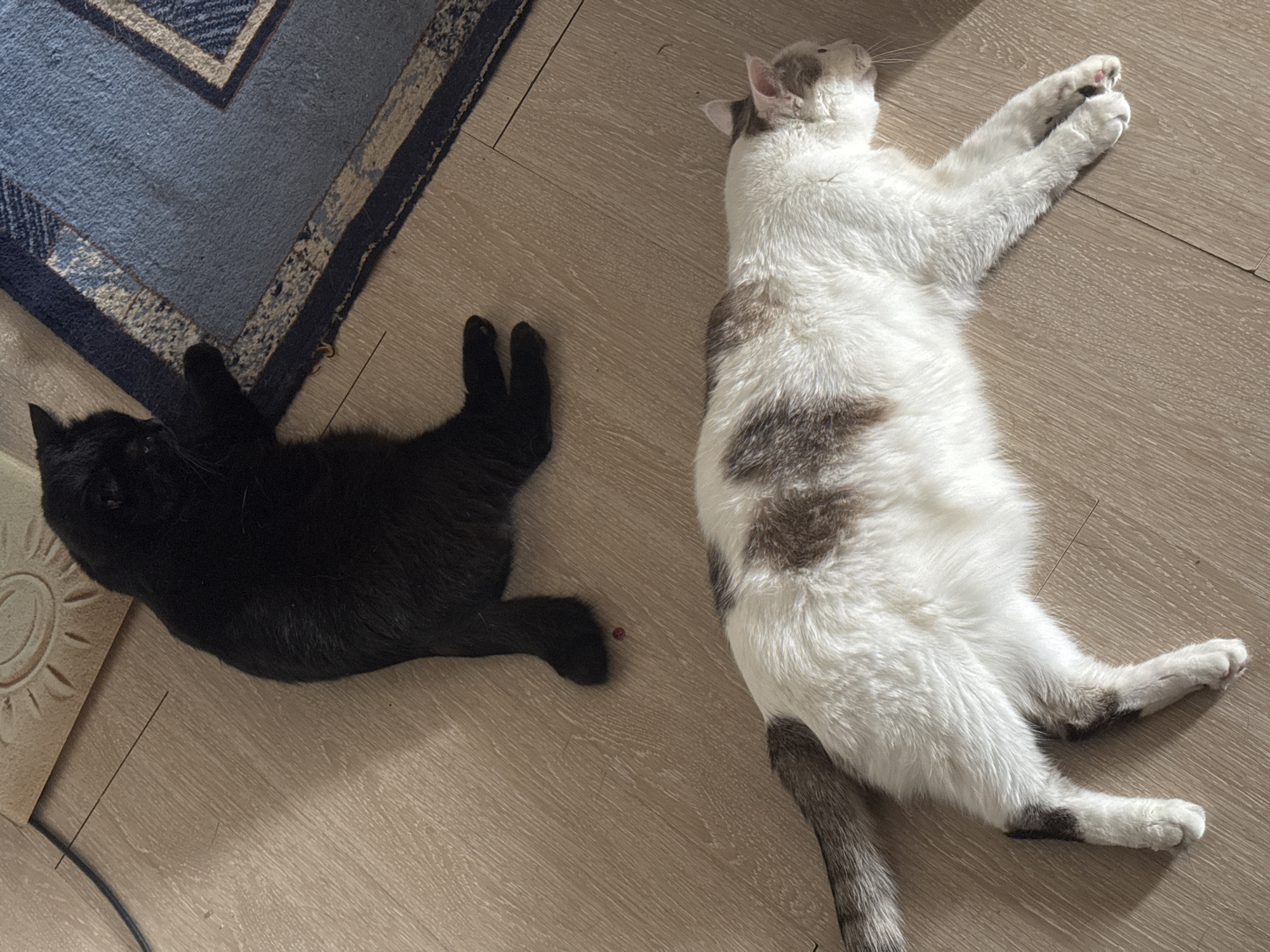 A black cat and a white and brown cat are lying on a light-colored wooden floor. The black cat is positioned in the upper half of the image, lying on its side with its paws extended towards a blue and white rug. The white and brown cat is in the lower half of the image, lying on its stomach with its legs stretched out. The environment appears to be indoors, possibly a residential setting, with no identifiable landmarks of Bishkek City, Kyrgyzstan.