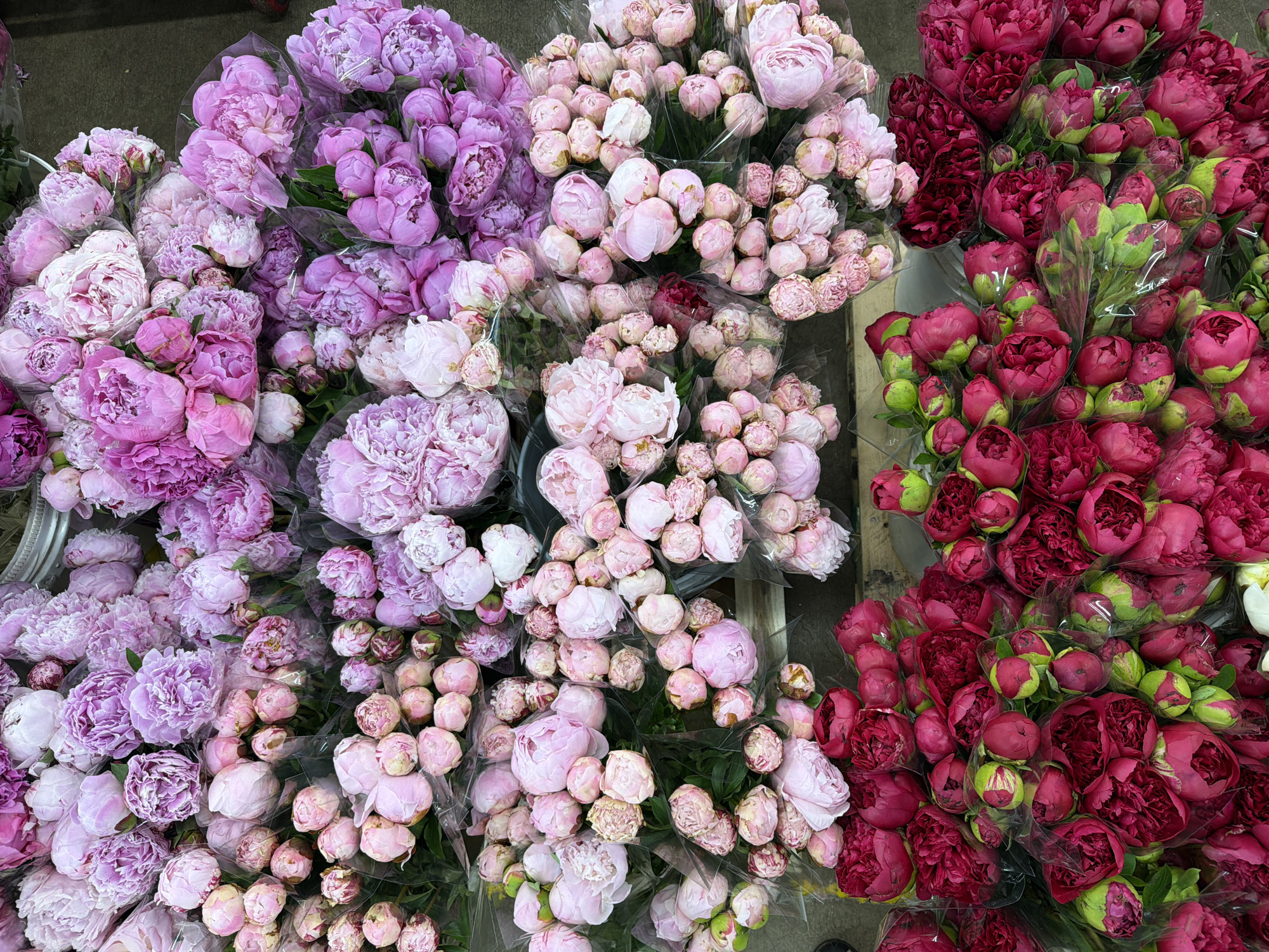 The image displays an overhead view of a large assortment of peonies, likely at a flower market or wholesale vendor in Los Angeles, United States of America. No people are visible, and there is no discernible activity other than the static display of flowers.
The scene is dominated by multiple large bunches of peonies, presented in various stages of bloom and a rich spectrum of colors. On the left and top left, there are numerous bouquets of light purple and lavender peonies, many with fully opened, ruffled petals. Towards the center and mid-bottom, bundles of light pink and blush-colored peonies are prominent, with many appearing as tight buds or partially opened blooms. On the right side of the image, deep red and burgundy peonies are clustered together, some showing their vibrant red petals while others are still tightly closed buds, often accompanied by green sepals.
Most of the peony bunches are individually wrapped in clear plastic, indicating they are prepared for sale or transport. The flowers are densely packed, suggesting a large quantity available. The background appears to be a dark, utilitarian surface, possibly a floor or shelving unit, reinforcing the impression of a commercial setting. There is no visible text in the image. The lighting is bright and even, highlighting the fresh appearance of the flowers.