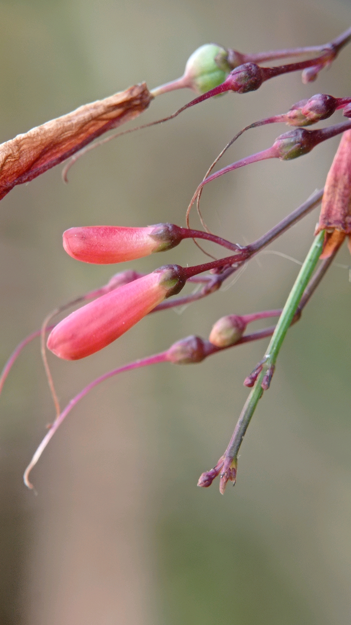 The image is a close-up, vertical, macro shot of a plant with delicate, tubular red flowers and some buds. The flowers are elongated and have a slightly curved shape, with their tips pointed and dark green or purple. Some of the flowers are fully formed and a vibrant pinkish-red, while others appear to be buds, smaller and darker in color. A dried, brown leaf is visible in the upper left quadrant of the image, extending diagonally across the frame. Thin, purplish stems connect the flowers and buds. A single, bright green stem runs vertically on the right side of the image. The background is softly blurred, suggesting a shallow depth of field, with muted shades of green and beige, indicative of an outdoor natural environment. There are no people or animals present. The image does not provide any specific information about its location in Batu, Indonesia.