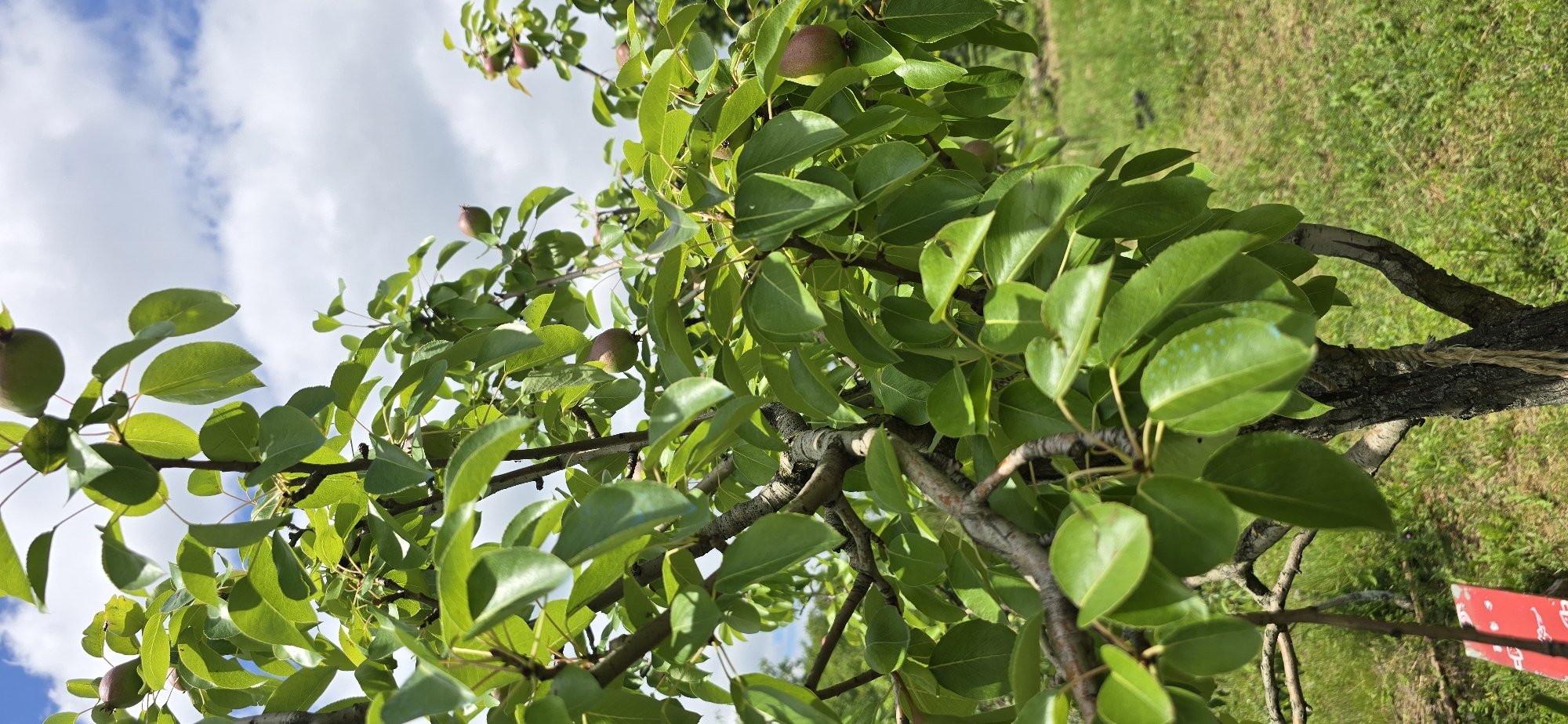 The image displays a close-up view of a young pear tree with developing green pears and lush green leaves. The tree's branches are gnarled and textured, with visible bark. Some leaves show small light blue speckles. The background features a blurred green grassy area and a bright blue sky with scattered white clouds. A red sign with white lettering is partially visible at the bottom left of the frame, tied to a thin branch with rope. The scene is set outdoors, suggesting a park or garden environment. No specific location in Vratsa, Bulgaria is identifiable from the image alone.