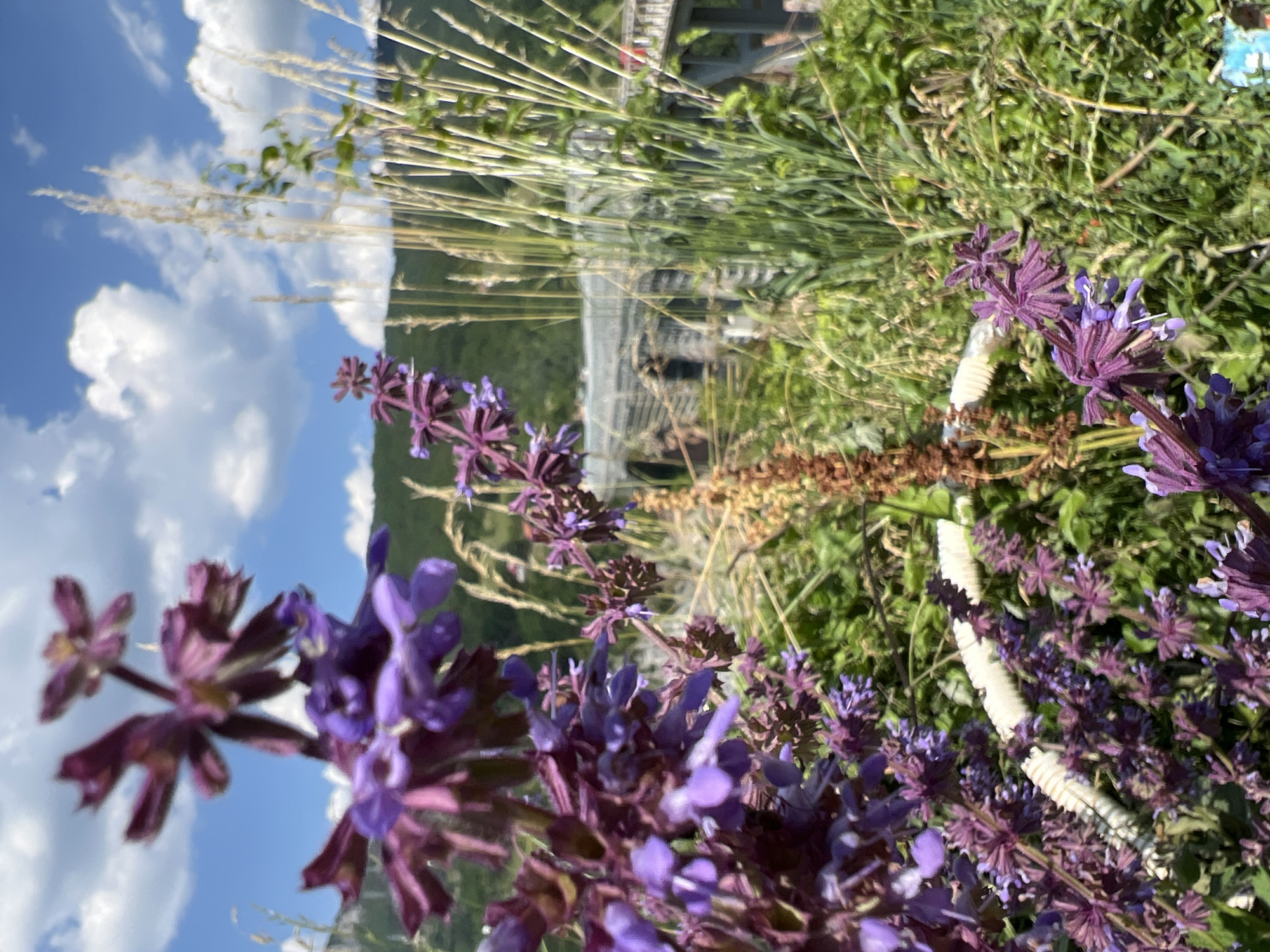 In the foreground, a cluster of purple flowers, possibly sage, is in sharp focus. Behind them, a beige, dried flower stalk stands prominently. The background reveals a blurred view of a large, arched bridge, likely the Đurđevića Tara Bridge, in Montenegro. Green foliage and tall grasses are visible throughout the scene, with a bright blue sky dotted with white clouds overhead. The overall setting appears to be a natural landscape near the bridge.