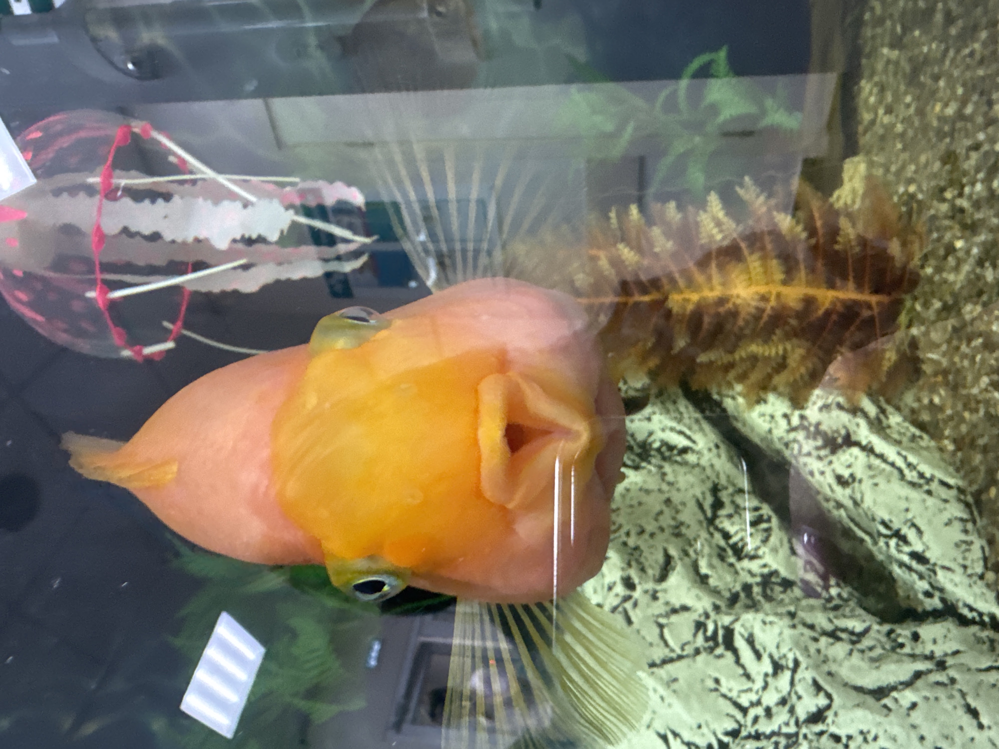 The media file displays an indoor scene featuring a close-up of a large, orange-pink fish, likely a Blood Parrot Cichlid, in an aquarium. The fish is oriented vertically within the frame, with its head towards the right side. Its prominent, rounded head and small, puckered mouth are clearly visible, with the mouth slightly agape. The fish has large, dark eyes.
The aquarium is decorated with artificial elements. On the left side of the frame, partially obscured by the fish's head, is a translucent, bell-shaped decoration with pink accents, resembling a jellyfish. Towards the upper right, a brown, fern-like artificial plant is present. The background and bottom of the tank feature a light-colored, textured material designed to mimic rocks or gravel. Reflections are visible on the aquarium glass, including what appears to be a faint green artificial plant and a bright rectangular object, possibly a light source or window reflection.
The fish appears to be either swimming slowly or stationary within the clear water of the tank. There are no human subjects or discernible text visible in the image. The overall scene is peaceful, capturing the fish in its aquatic habitat, which is located in Perm, Russia.