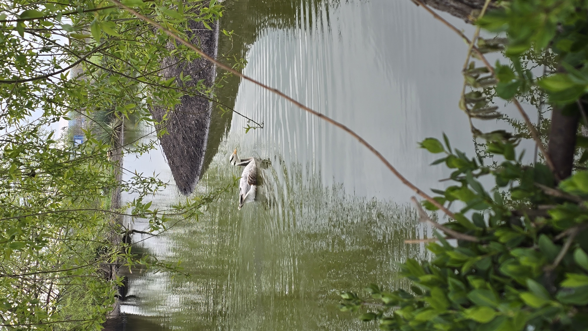 The image shows a body of water, possibly a canal or lake, framed by green foliage on both sides. A goose is swimming in the water, near a shoreline. The photograph was taken in Burgas, Bulgaria. A small building is seen on the left near the tree branches.