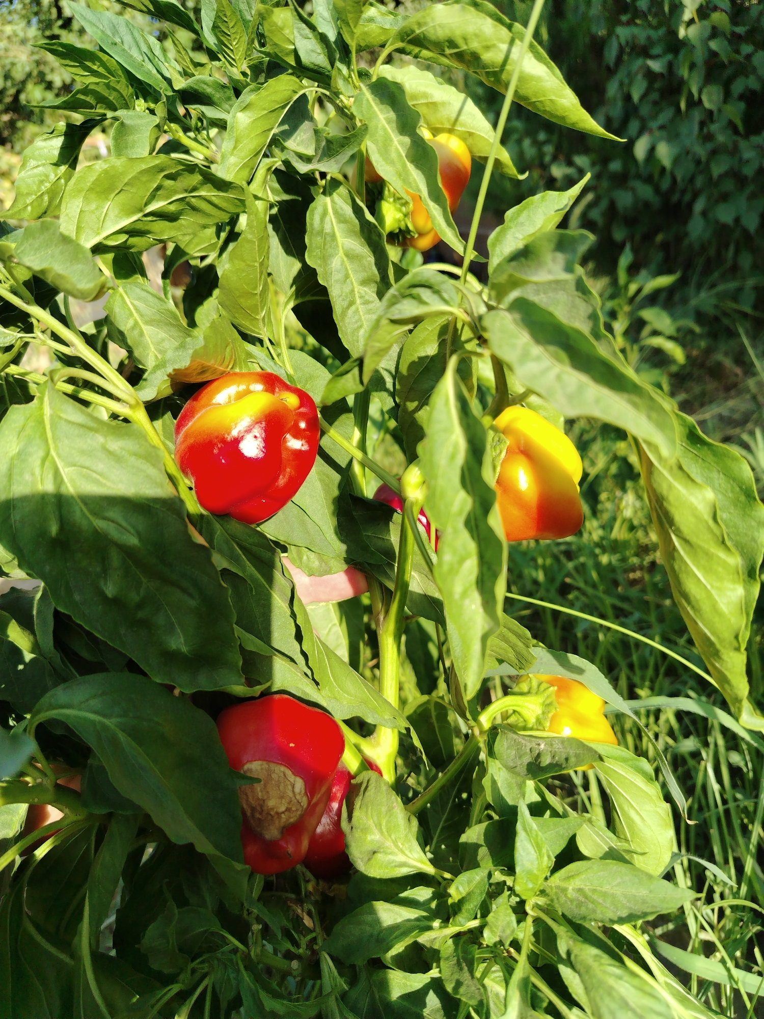 In Nurata, Uzbekistan, a close-up shot captures a pepper plant laden with ripe bell peppers, bathed in sunlight. The plant's vibrant green leaves form a lush canopy, interspersed with several peppers in various stages of ripeness and color. One prominent pepper, positioned in the upper left quadrant, exhibits a glossy red surface with yellow highlights, suggesting it is nearing full maturity. Another pepper, situated to its right, displays a similar coloration, transitioning from yellow to a reddish hue. Below these, a cluster of three peppers is visible. The one in the lower left is a deep red, showing a slightly damaged or bruised area on its side. To its right, a pepper is partially obscured by leaves, showing a bright yellow surface. Further back, near the top of the frame, another yellow pepper is visible, peeking out from behind the foliage. The background is a blur of green foliage and hints of dappled sunlight, indicating an outdoor setting, likely a garden or field. The overall impression is one of abundance and growth.