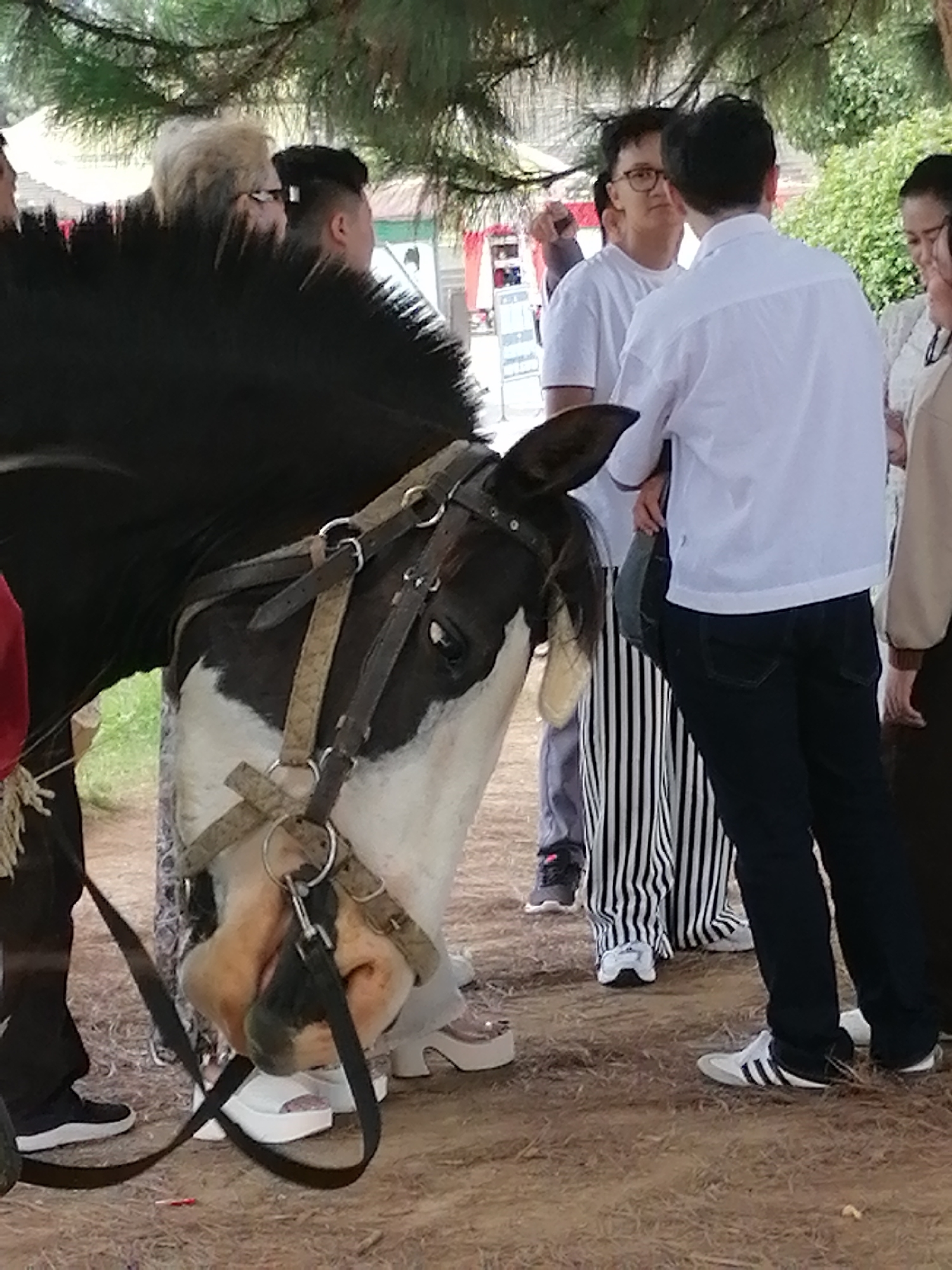 The image depicts a scene in the city of Da Lat, Vietnam, where a black and white horse is being led by individuals. The horse is wearing a bridle and appears to be posing for photographs. Several people are visible in the background, some of whom are wearing casual attire, while others are dressed more formally. The environment suggests an outdoor setting, possibly a park or a tourist attraction, with trees and foliage in the background. The ground is covered with dirt and fallen leaves. The overall impression is that of a lively event or gathering where people are interacting with the horse and enjoying the scenery.