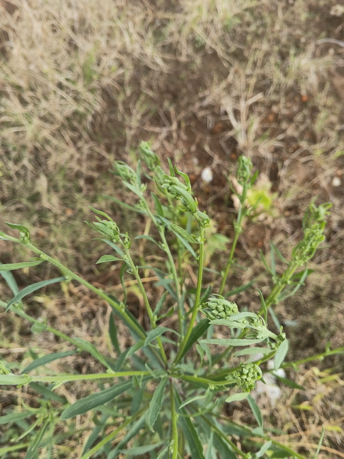 The image displays a green plant with multiple stems and elongated, slender leaves, positioned centrally and in sharp focus. Numerous small, tightly clustered green flower buds are visible at the terminals and along the upper sections of the stems. The plant emerges from dry, light brown soil that is sparsely covered with desiccated grass and some minor green vegetation. Small, irregular, light-colored fragments, possibly pebbles or debris, are scattered across the soil. The background is blurred. No individuals, animals, or specific architectural or geographical features indicative of an urban environment in Ngọc Tụ, Vietnam, are visible. The scene depicts an uncultivated outdoor ground-level area.