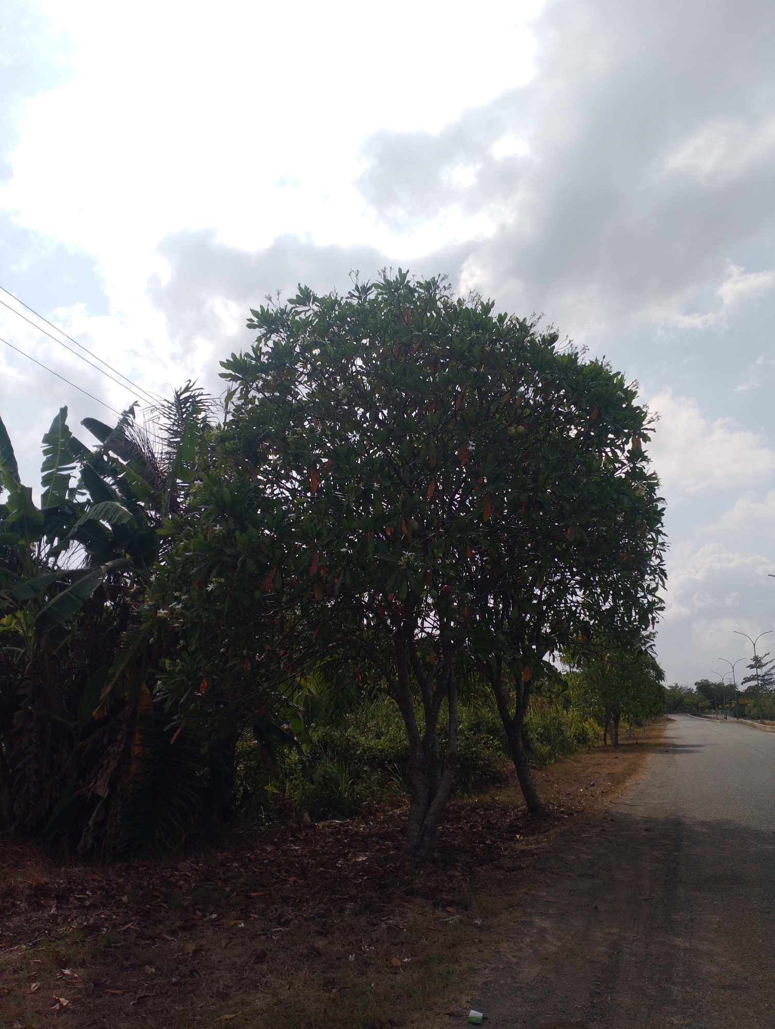 The image depicts a roadside scene in Batulicin, Indonesia. A paved road curves to the right in the mid-ground, bordered by dry earth and scattered leaves on the left and a dense line of vegetation on the right. A large, leafy tree with some orange fruits is prominent in the foreground, partially obscuring banana trees and other tropical foliage to its left. In the distance, several streetlights are visible along the road. The sky is partly cloudy with a bright overcast. There are no people or animals visible in the frame.