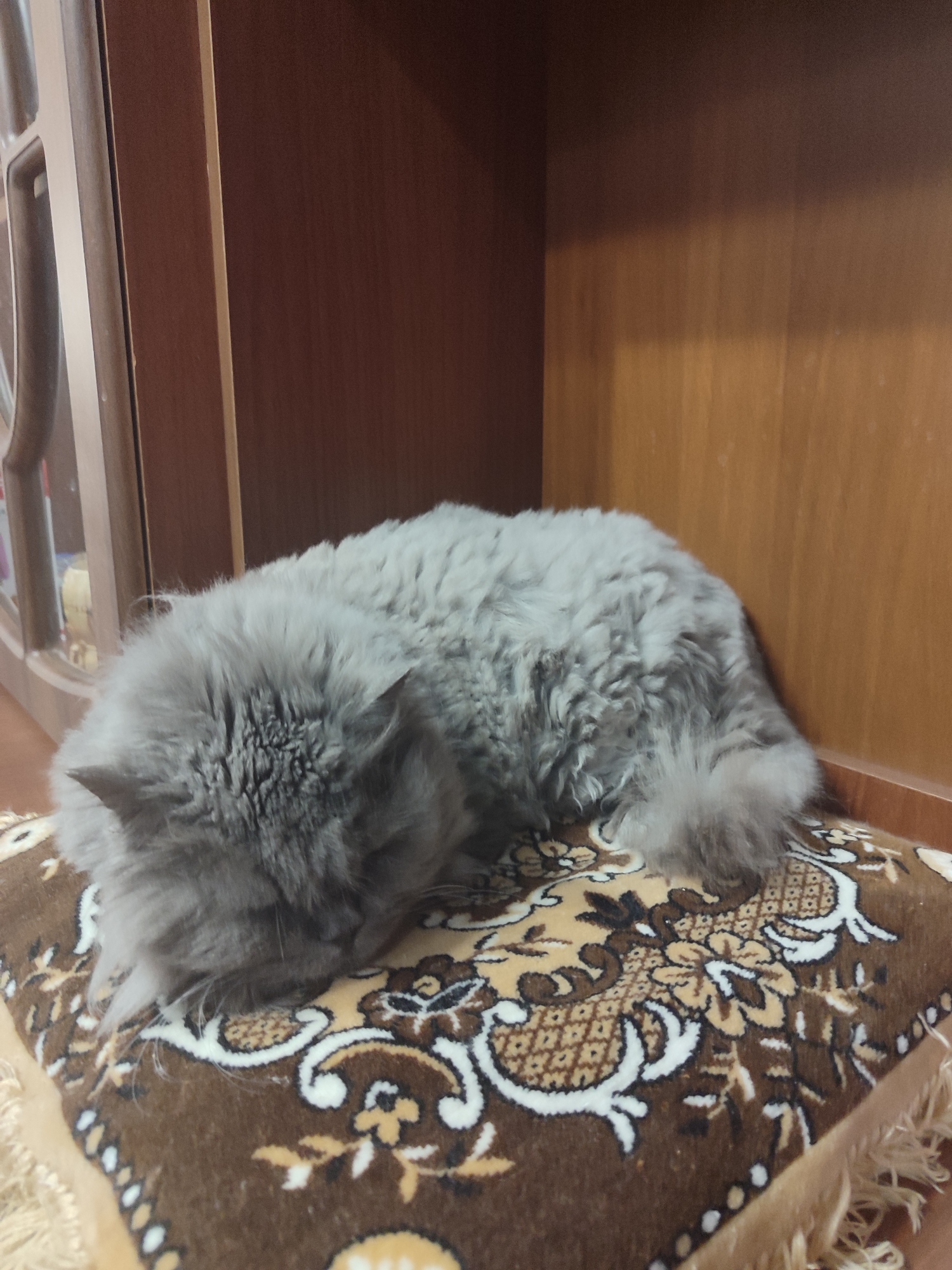 A fluffy gray cat is sleeping curled up on a patterned cushion. The cushion has a brown background with a floral design in yellow, white, and black. The cat is positioned in the center of the cushion, with its head tucked in. The background appears to be a wooden shelf or cabinet. The scene is indoors. The location in the city of Mykolaiv, Ukraine is not discernible from the image.
