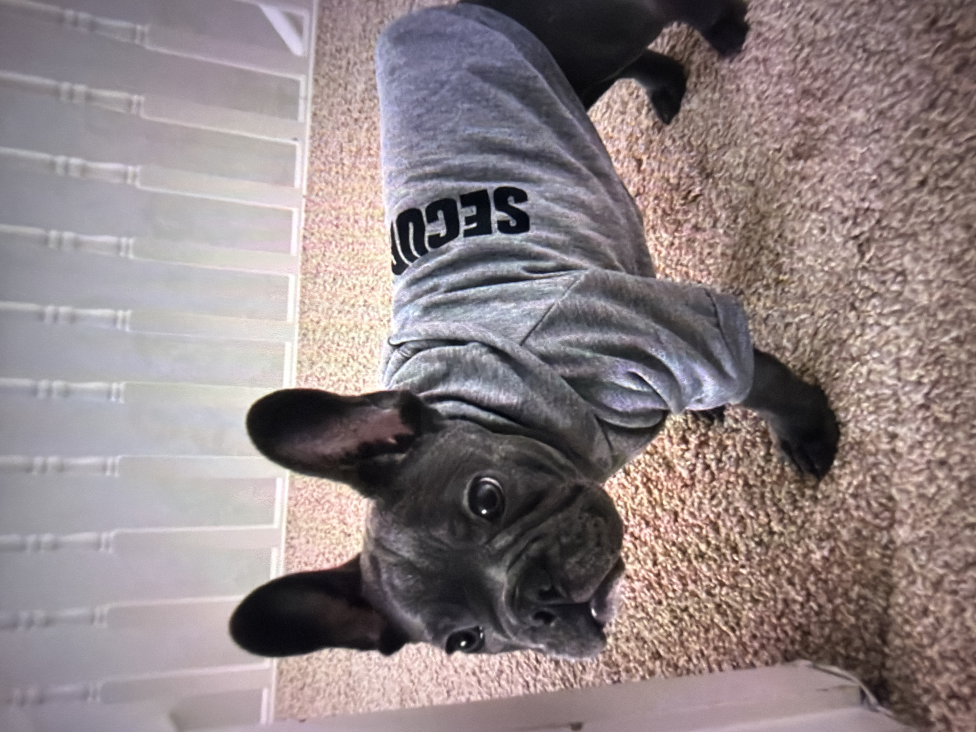 A French bulldog is standing on a beige carpeted floor. The dog is wearing a grey hooded sweatshirt with "SECURITY" printed in black on the back. The dog has large, upright ears and dark eyes. The background shows a white railing and wall. The location is not specified in Beșalma, Moldova.