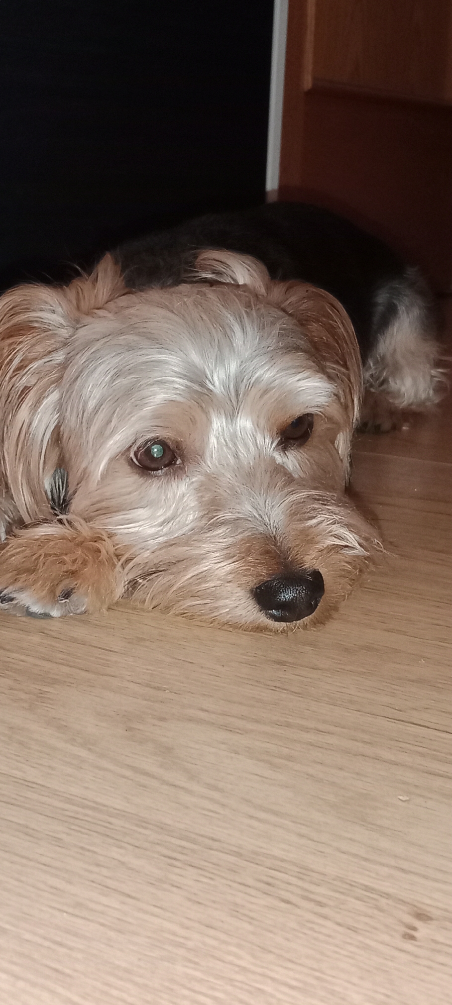 The image shows a close-up, vertical shot of a small dog, likely a Yorkshire Terrier or similar breed, lying on a light-colored wooden floor. The dog's head is the primary focus, with its muzzle resting on the floor. Its fur is a mix of tan and gray, with longer, lighter fur around its face and ears. The dog's eyes are open and appear to be brown with a slight green reflection. Its nose is black and slightly moist. The background is dark on the left side and a warm brown wooden surface on the right. The floorboards are clearly visible, running diagonally across the lower portion of the frame. The overall lighting suggests an indoor setting, possibly in a home in Galapagar, Spain.