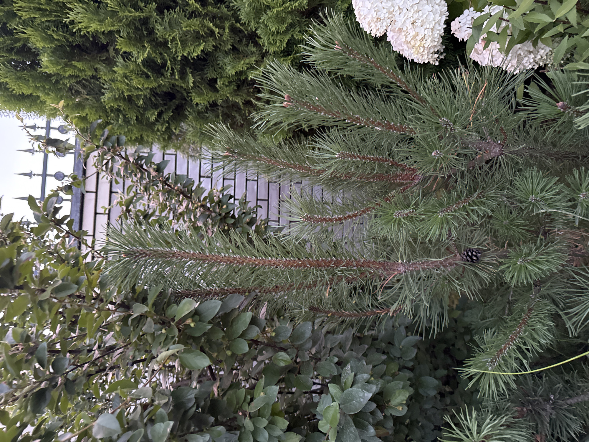 In Kazan, Russia, a close-up shot focuses on a young pine tree with vibrant green needles and reddish-brown bark, its branches extending upwards. A single pinecone hangs from one of its lower branches. Behind the pine, a wall constructed of light-colored bricks is visible, topped by a black metal fence with pointed finials. To the left of the pine, a dense bush with numerous green leaves and small, round buds is present. On the right side of the image, a large cluster of white hydrangea blooms is in the foreground, partially obscuring a tall, dark green evergreen tree. The scene appears to be an outdoor garden or yard.