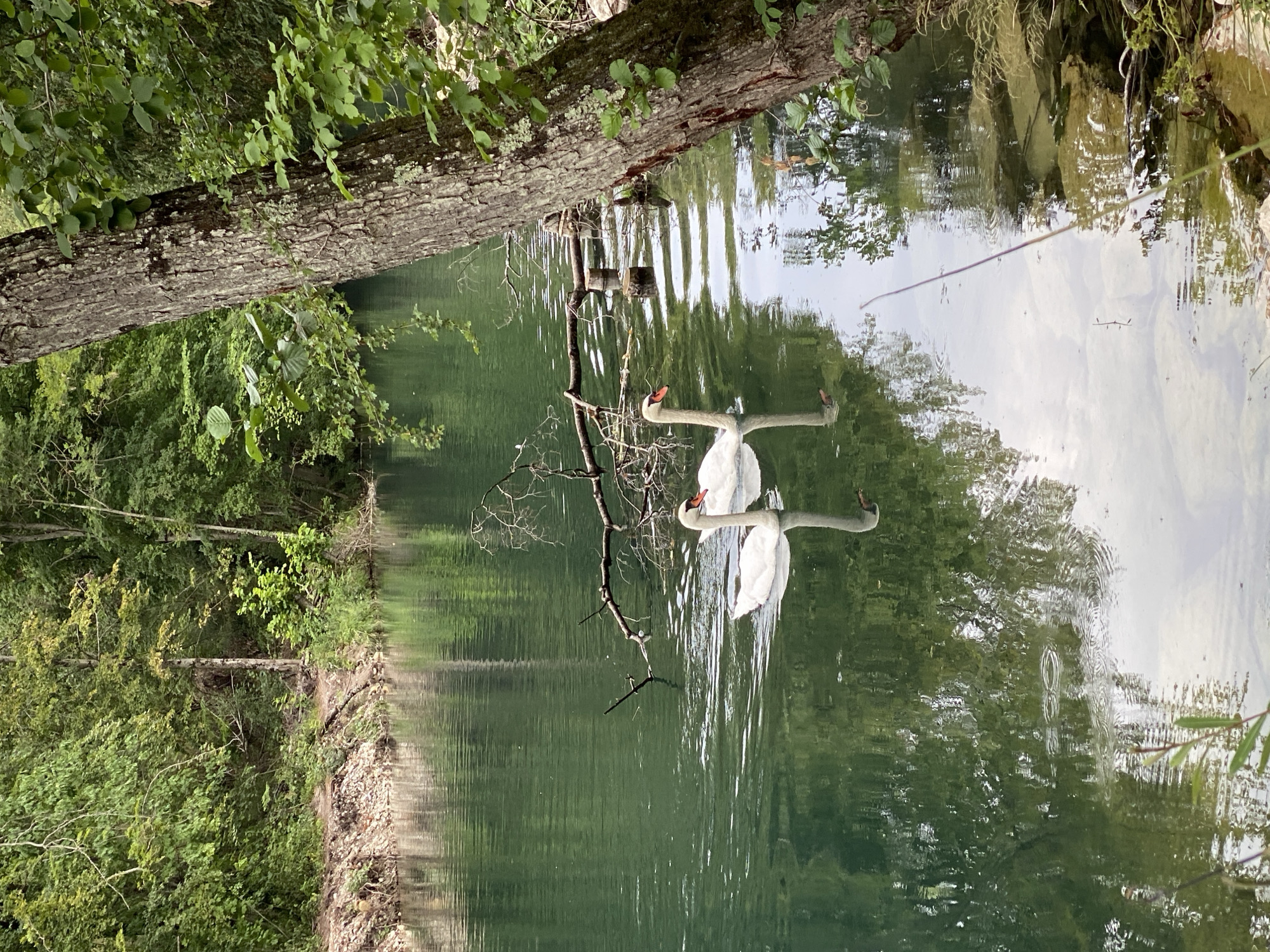 Two white swans swim in a calm, emerald-green body of water, their reflections visible below. The water is surrounded by dense, lush green forestation. A large, rough-barked tree trunk dominates the right foreground, with branches and leaves extending into the frame. In the mid-ground, a dead branch lies across the water, and several wooden posts are visible, suggesting remnants of a structure or marker. The water's edge on the left is lined with stones and sparse vegetation, leading to a steep, wooded embankment. The scene appears to be a natural, serene environment, possibly a lake or a slow-moving river. The location is identified as being in Cortaillod, Switzerland.