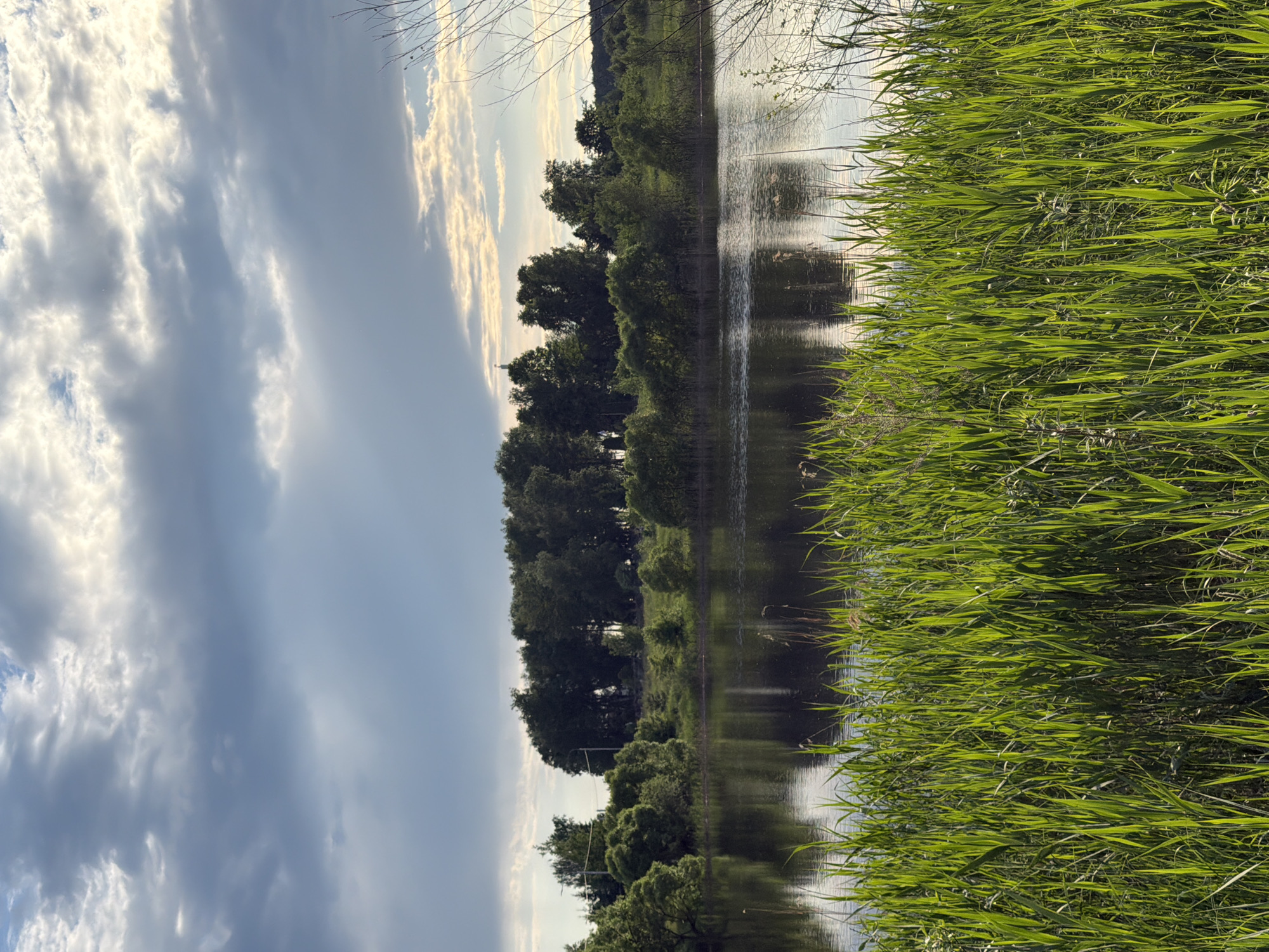 A tranquil natural landscape in Satino-Russkoe, Russia, captures a wide view across a calm body of water, likely a river or lake, under a partially cloudy sky. The image is oriented horizontally, with the sky at the top, the water and distant treeline in the middle, and lush green grass occupying the foreground at the bottom.
The sky is a mix of light blue and scattered clouds. Some clouds are brightly illuminated with a warm, golden glow, suggesting late afternoon or early evening light, while others appear softer and more diffused. The sun is low, casting a gentle light over the scene.
The midground features the reflective surface of the water, which mirrors the colors of the sky and the dark green treeline on the opposite bank. Subtle ripples are visible on the water's surface, indicating gentle movement. Along the far bank, a dense line of dark green deciduous trees stretches across the frame. Beyond this treeline, a glimpse of a distant hill, also covered in trees, can be seen. Notably, a faint, slender structure, possibly a church spire or a tall monument, rises above the treeline on the left side of the distant bank. Streetlights are also discernible along the treeline, suggesting a path or road runs parallel to the water's edge.
The foreground is dominated by a dense growth of tall, vibrant green grass or reeds, which appear fresh and abundant, hinting at a spring or summer setting. The grass fills the lower portion of the frame, providing a sharp contrast to the water and sky.
There are no people or explicit activities depicted. The scene is one of serene natural beauty, with no visible text.