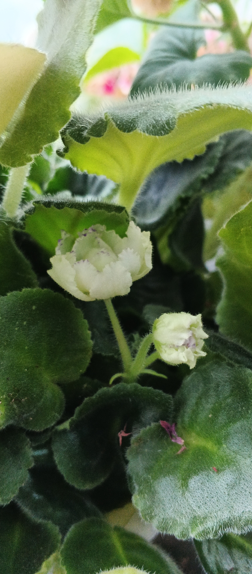 A close-up shot shows two pale white African violet flowers surrounded by dark green, fuzzy leaves. The flowers have ruffled edges and subtle purple speckles. The larger flower is in the foreground and slightly to the left, while a smaller bud is to the right. The lighting suggests an indoor setting, possibly a windowsill. The image does not depict any specific location in Izhevsk, Russia, nor does it contain any people or observable actions.